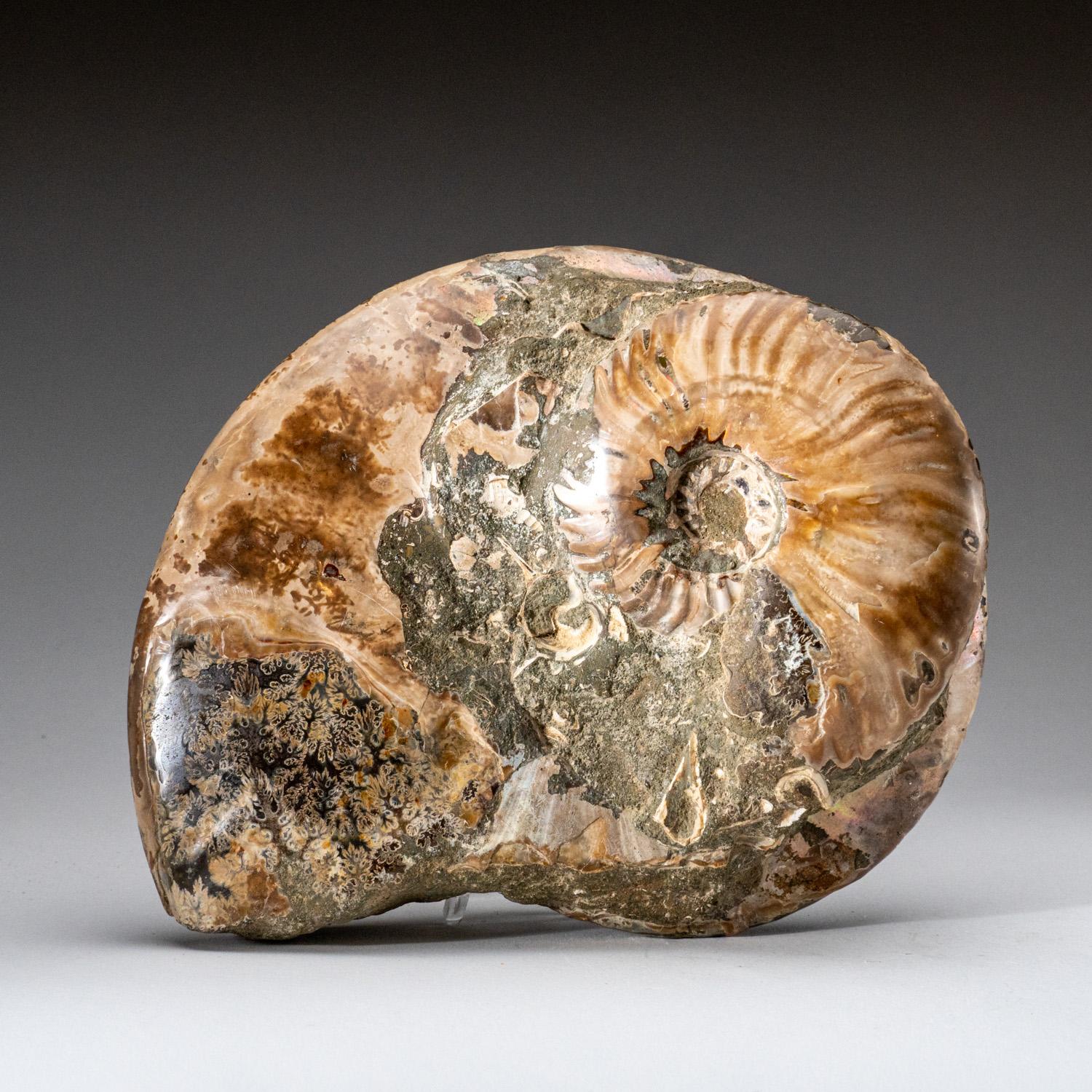 Genuines zertifiziertes Ammonit auf Matrix, opalisiert (4 lbs) (Sonstiges) im Angebot