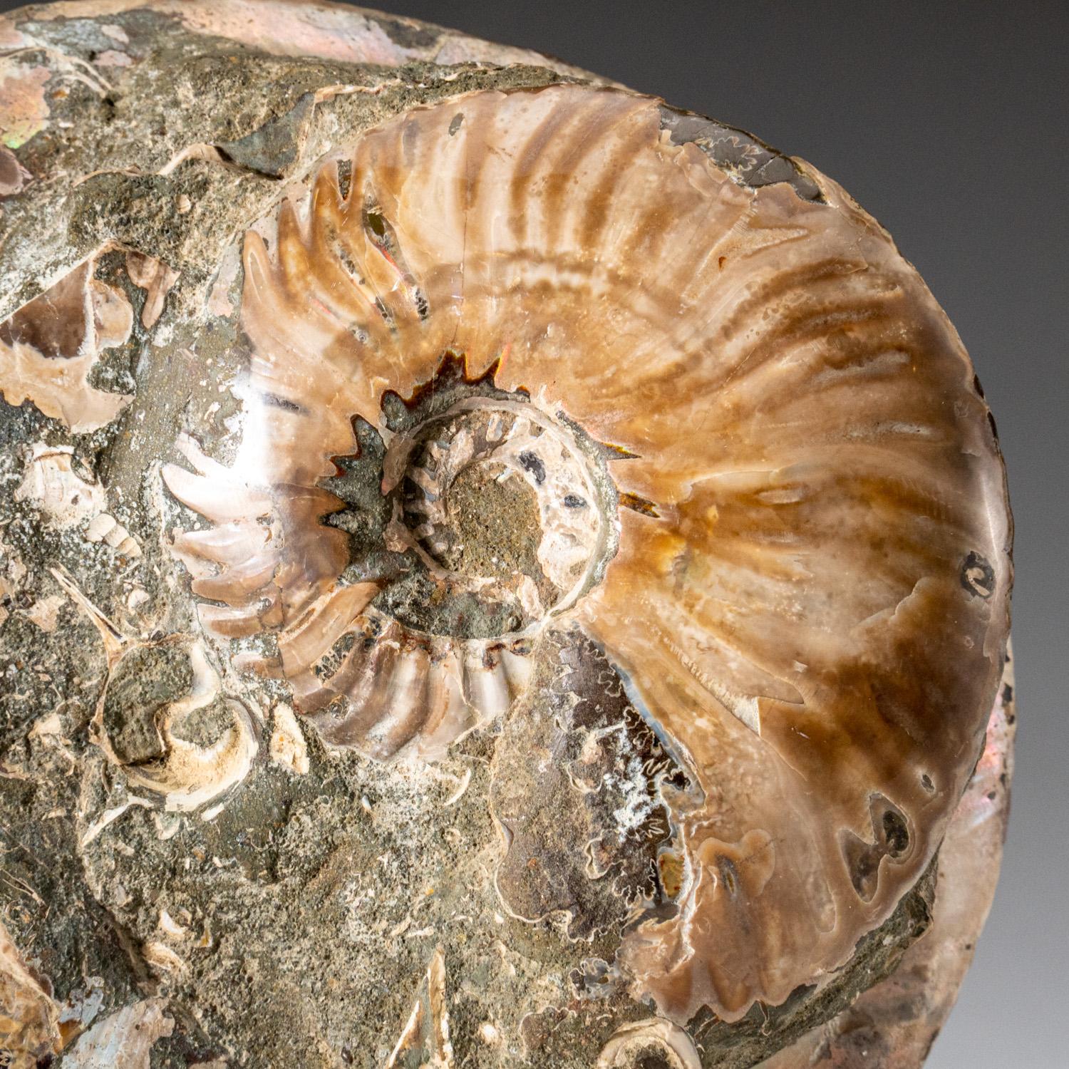 Genuines zertifiziertes Ammonit auf Matrix, opalisiert (4 lbs) im Angebot 1