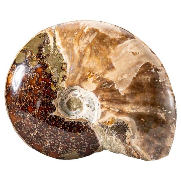 Genuine Calcified Ammonite on Matrix Opalized (4 lbs) For Sale at 1stDibs