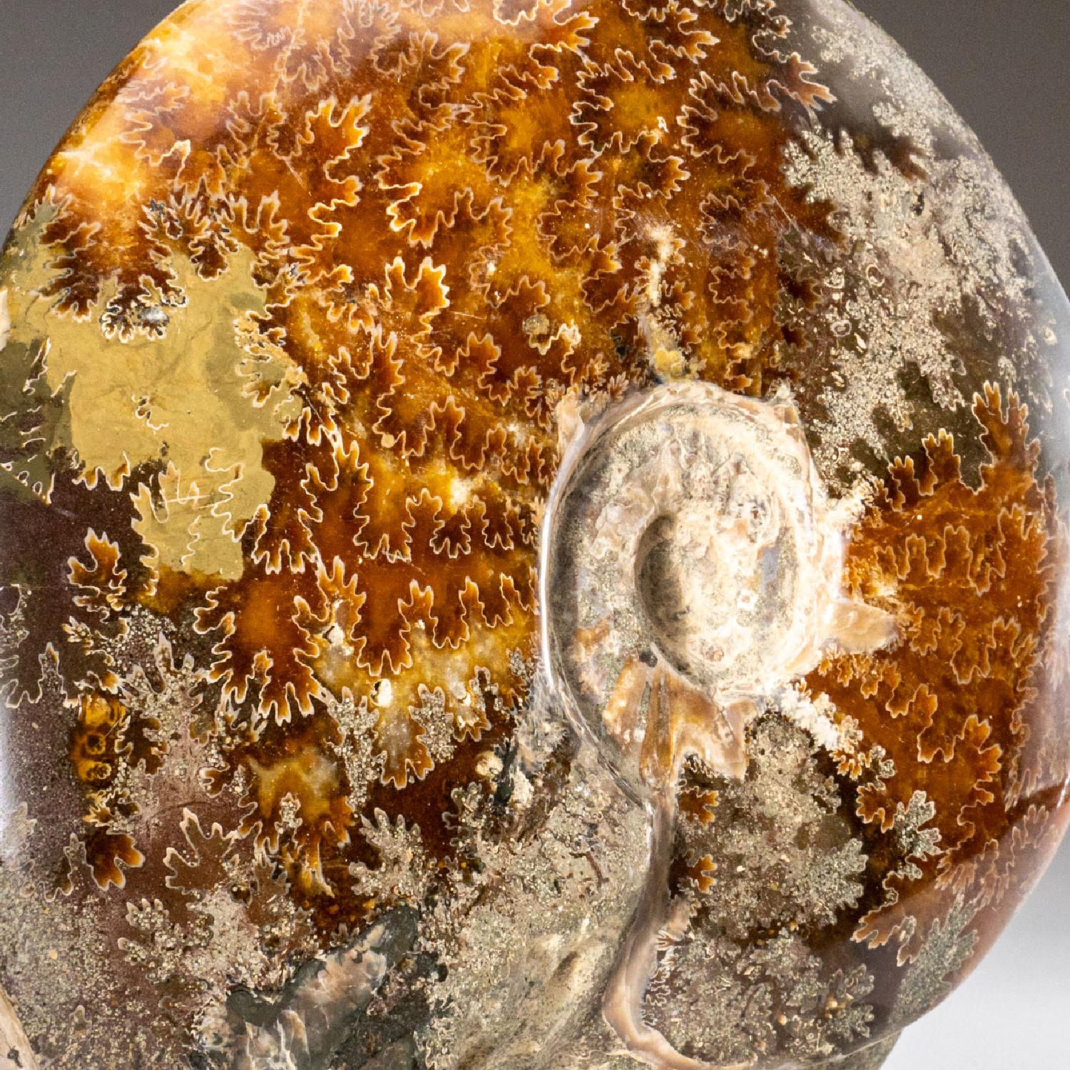 A beautiful, fossilized and calcified ammonite shell with an iridescent, opalized shimmer, displaying hints of vibrant red and yellow tones. This specimen displays multiple complete ammonites in a clustered form, each having a dendritic crystal
