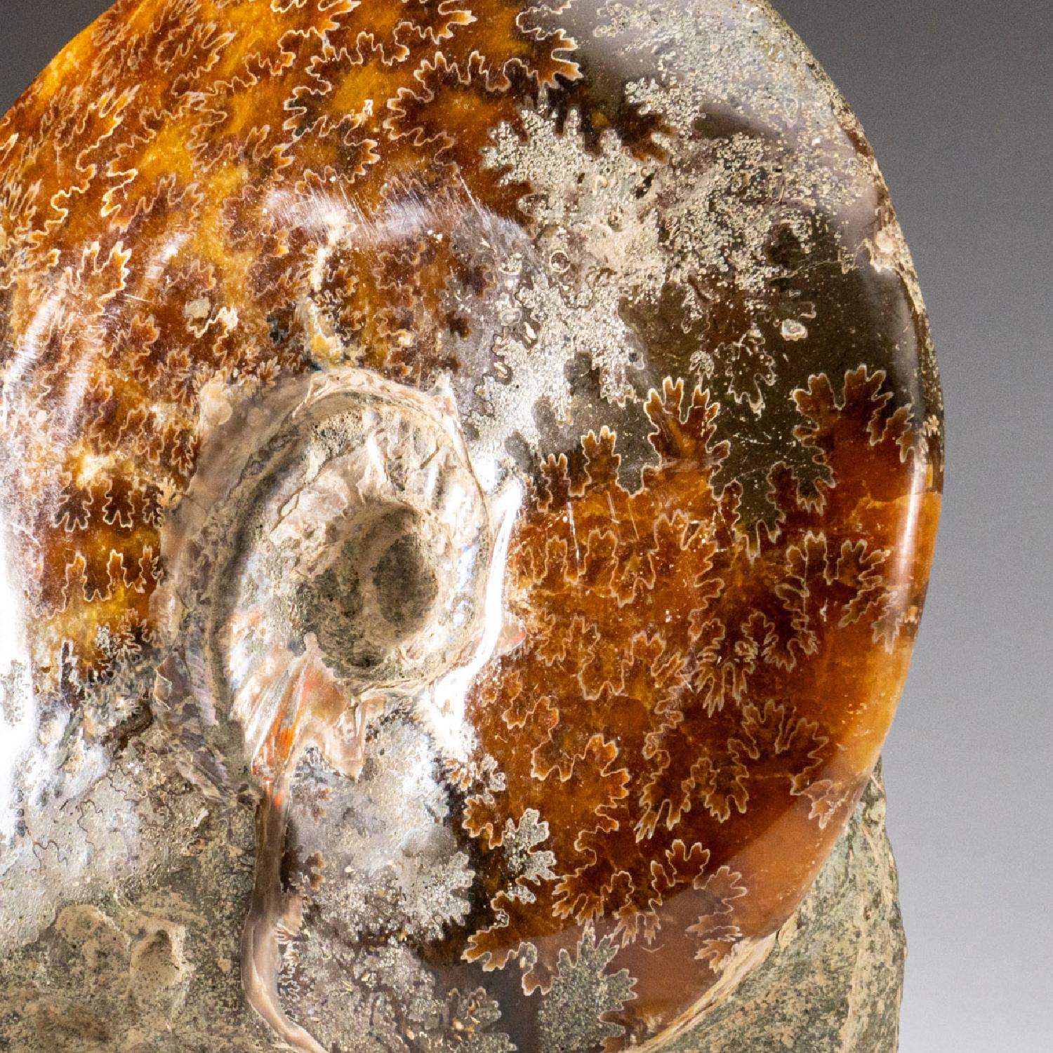 18th Century and Earlier Genuine Calcified Ammonite on Matrix Opalized (4.2 lbs) For Sale