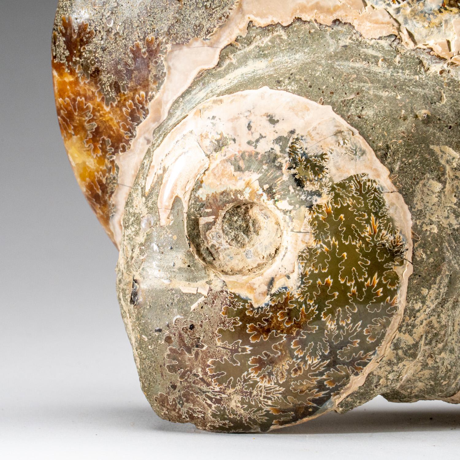 Other Genuine Calcified Ammonite on Matrix Opalized (4.2 lbs) For Sale