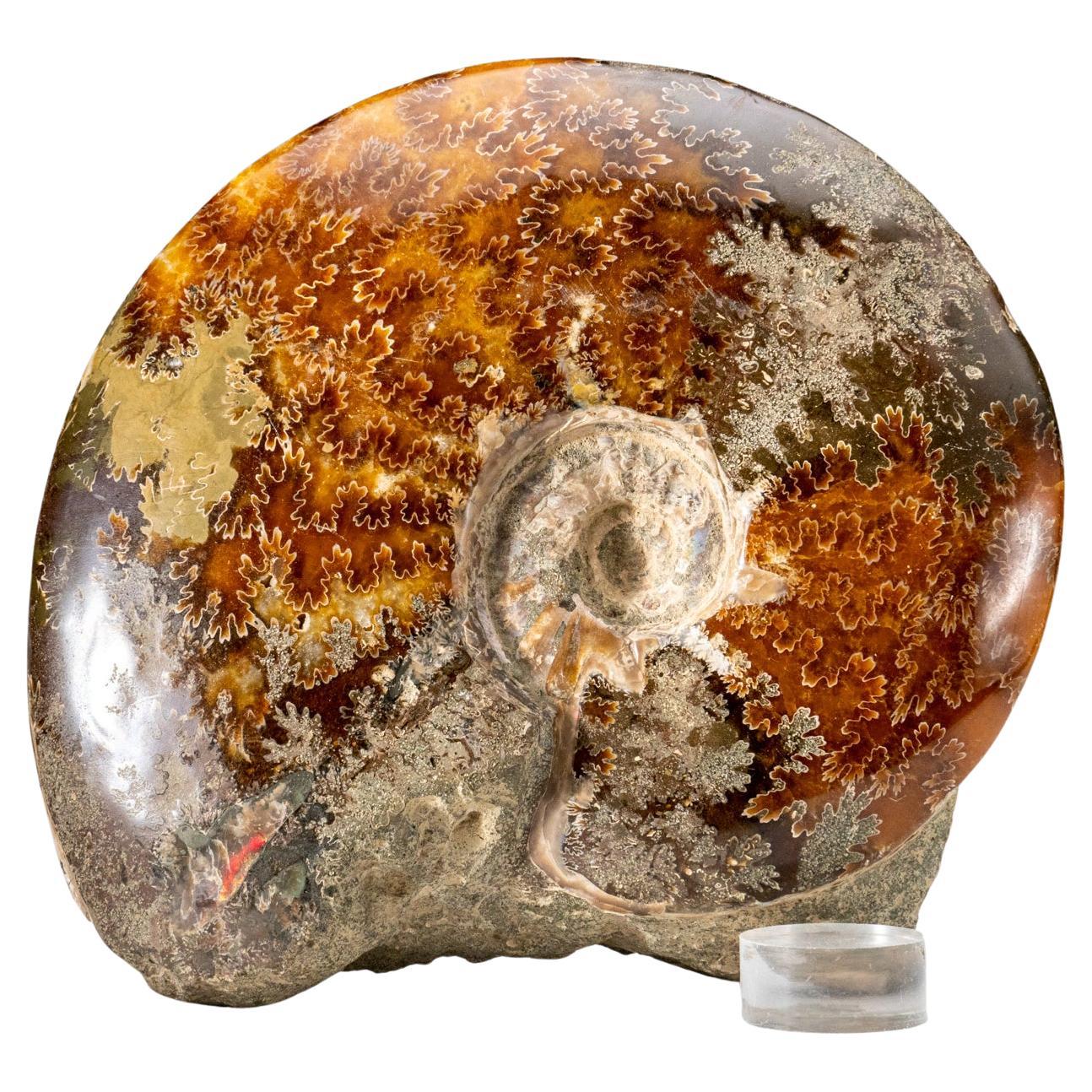 Genuine Calcified Ammonite on Matrix Opalized (4.2 lbs) For Sale