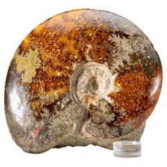 Genuine Calcified Ammonite on Matrix Opalized (4.2 lbs)