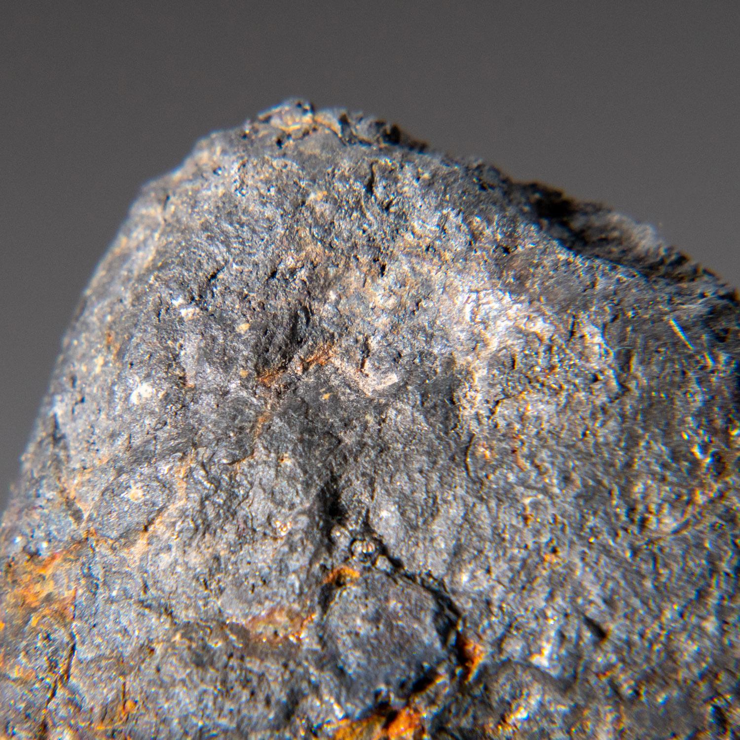 Véritable météorite en fer de Canyon Diablo dans une boîte d'exposition. Cette météorite de nickel-fer a été trouvée dans le célèbre cratère de Baringer (meteor crater), dans l'État d'Arizona, aux États-Unis. Le cratère a un diamètre d'environ 3 900