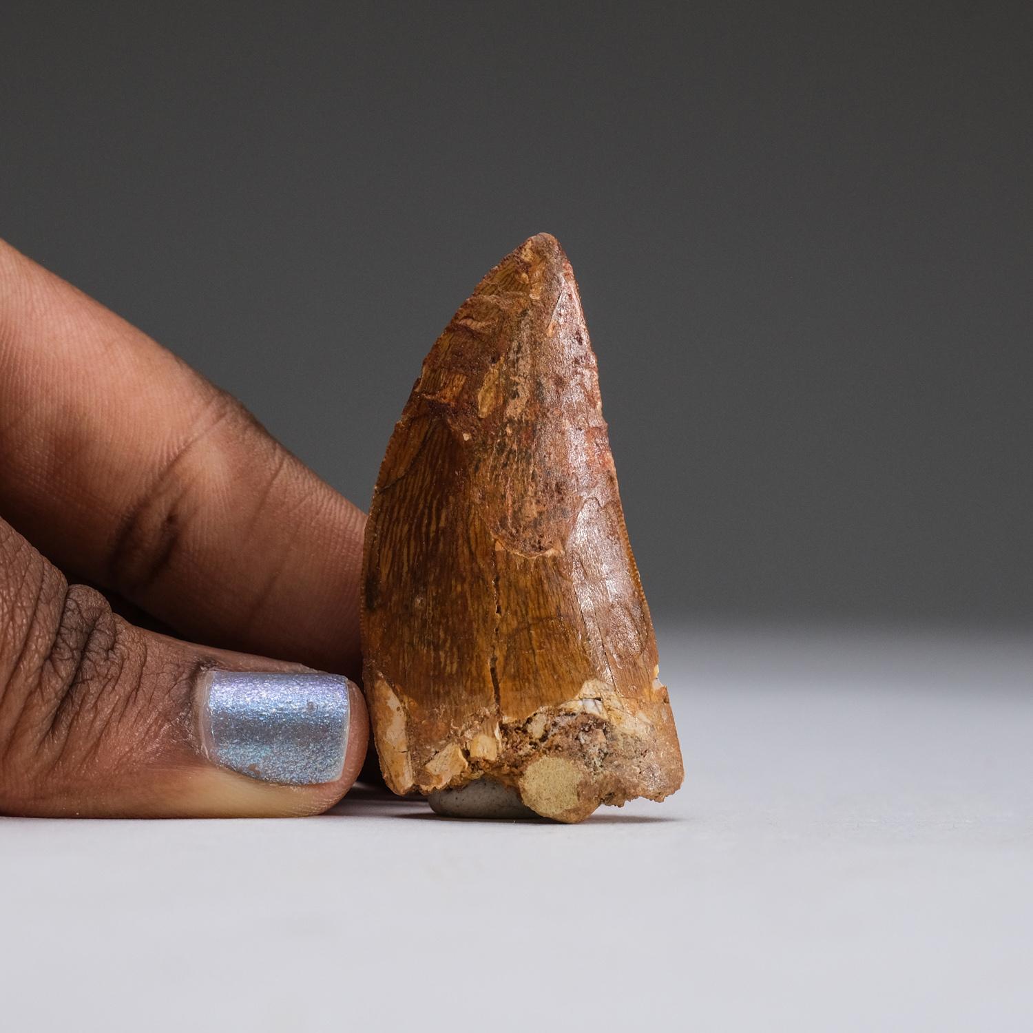 Carcharodontosaurus (Dinosaur) tooth in a glass display box From Tegana Formation, North Africa.

Cretaceous Age 65 million years

Carcharodontosaurus is one of the longest and heaviest known carnivorous dinosaurs, with various scientists proposing