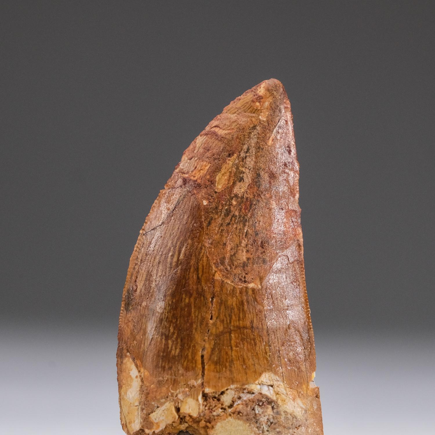 Genuine Carcharodontosaurus Tooth in Display Box (11 grams) In Good Condition For Sale In New York, NY