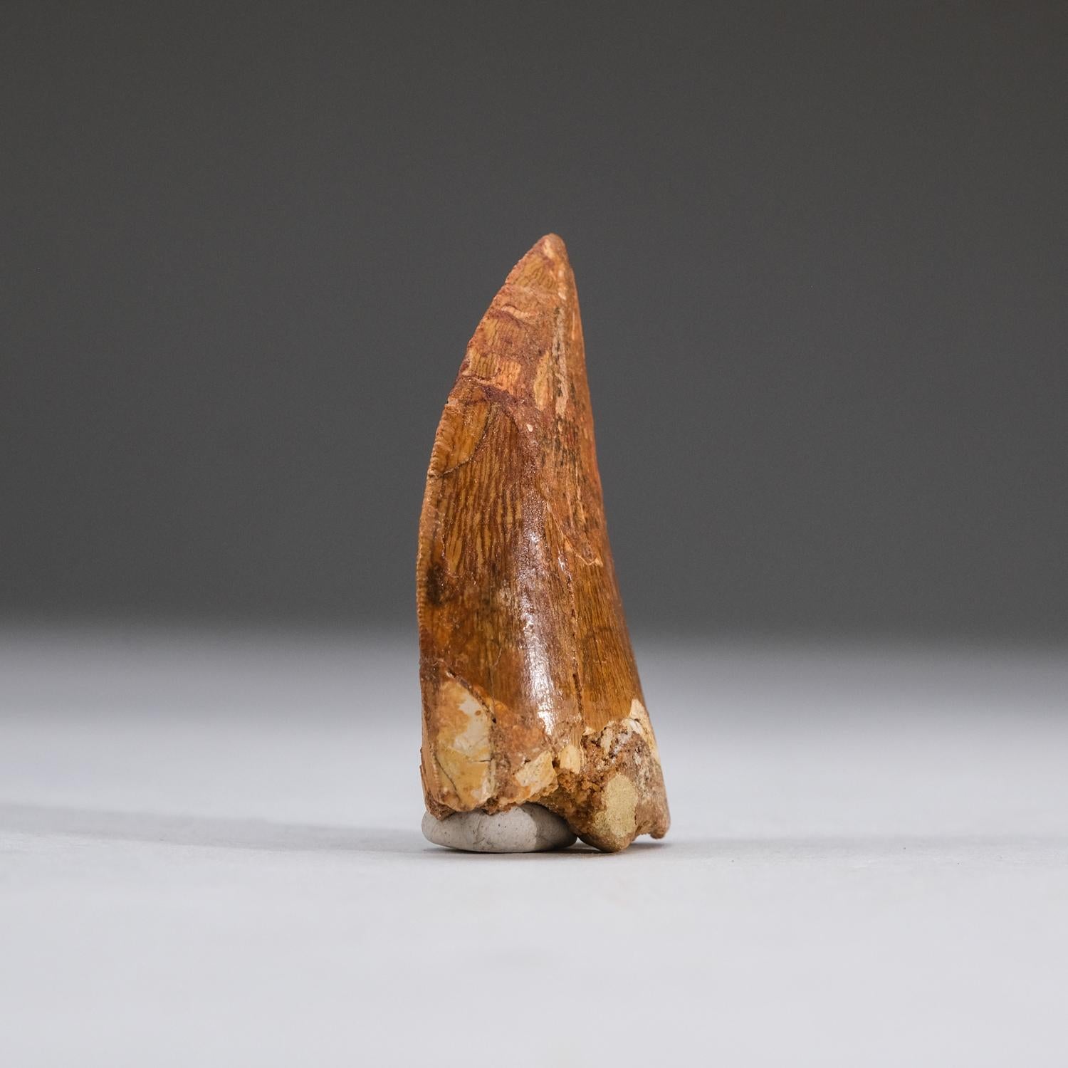 18th Century and Earlier Genuine Carcharodontosaurus Tooth in Display Box (11 grams) For Sale