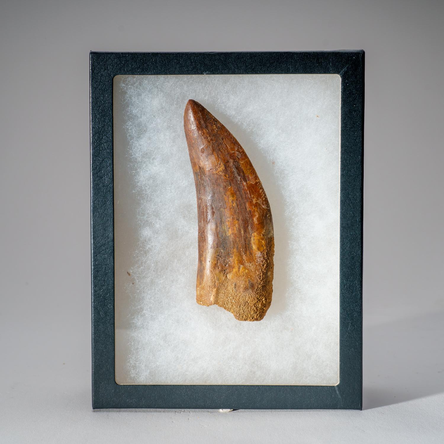 Egyptian Genuine Carcharodontosaurus Tooth in Display Box (114 grams) For Sale