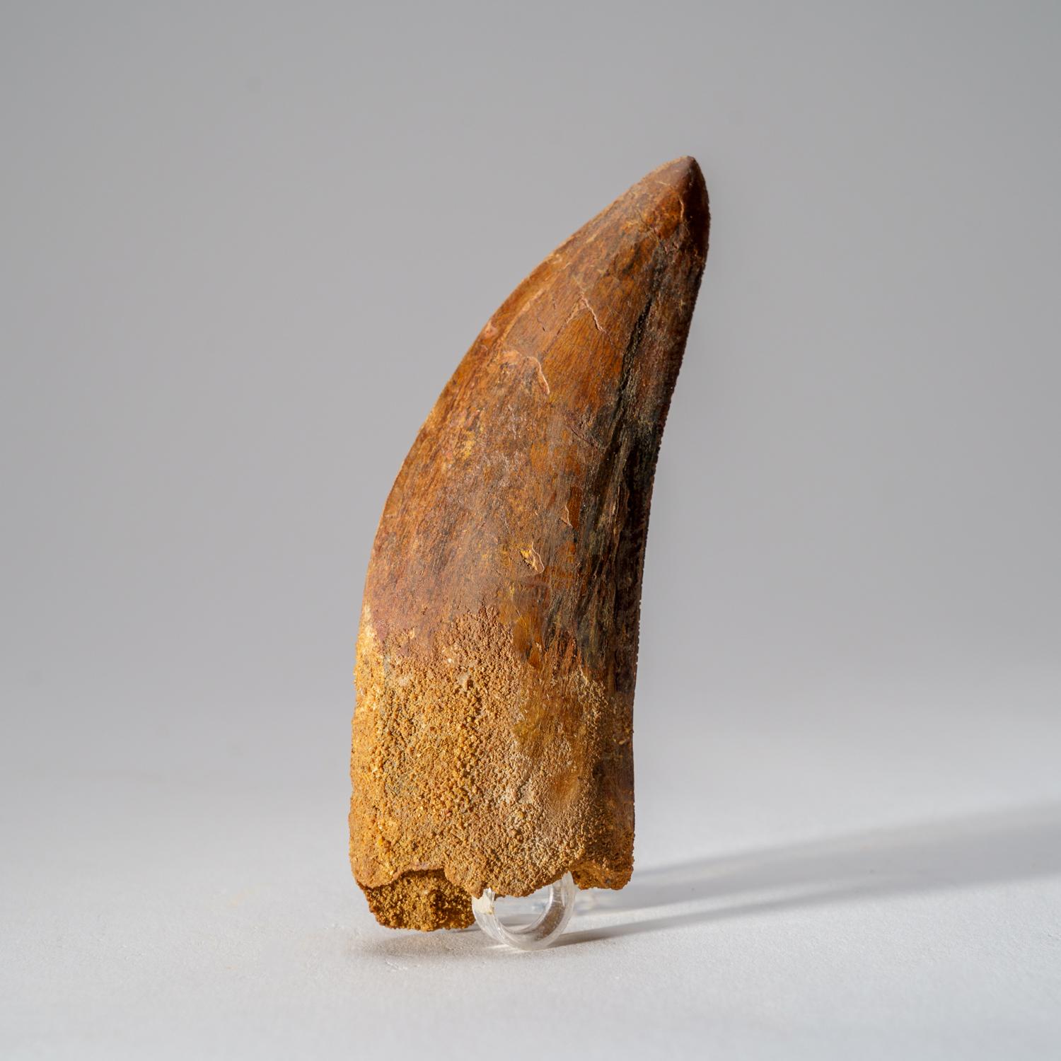 18th Century and Earlier Genuine Carcharodontosaurus Tooth in Display Box (114 grams) For Sale