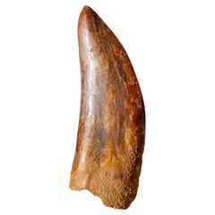 Véritable dent de carcharodontosaure dans une boîte d'exposition (114 grammes)