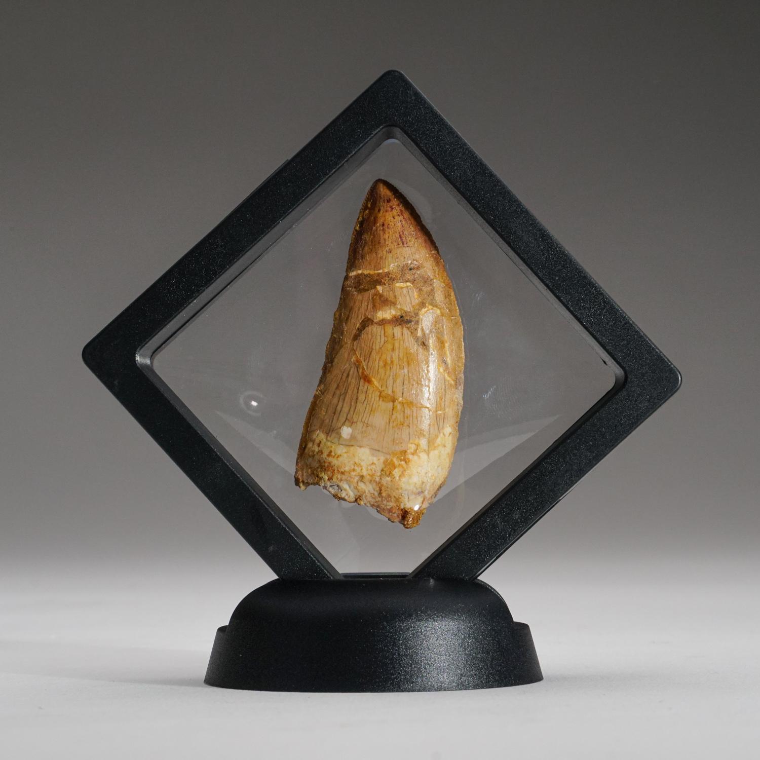 Carcharodontosaurus (Dinosaur) tooth in a glass display box From Tegana Formation, North Africa.

Cretaceous Age 65 million years

Carcharodontosaurus is one of the longest and heaviest known carnivorous dinosaurs, with various scientists proposing