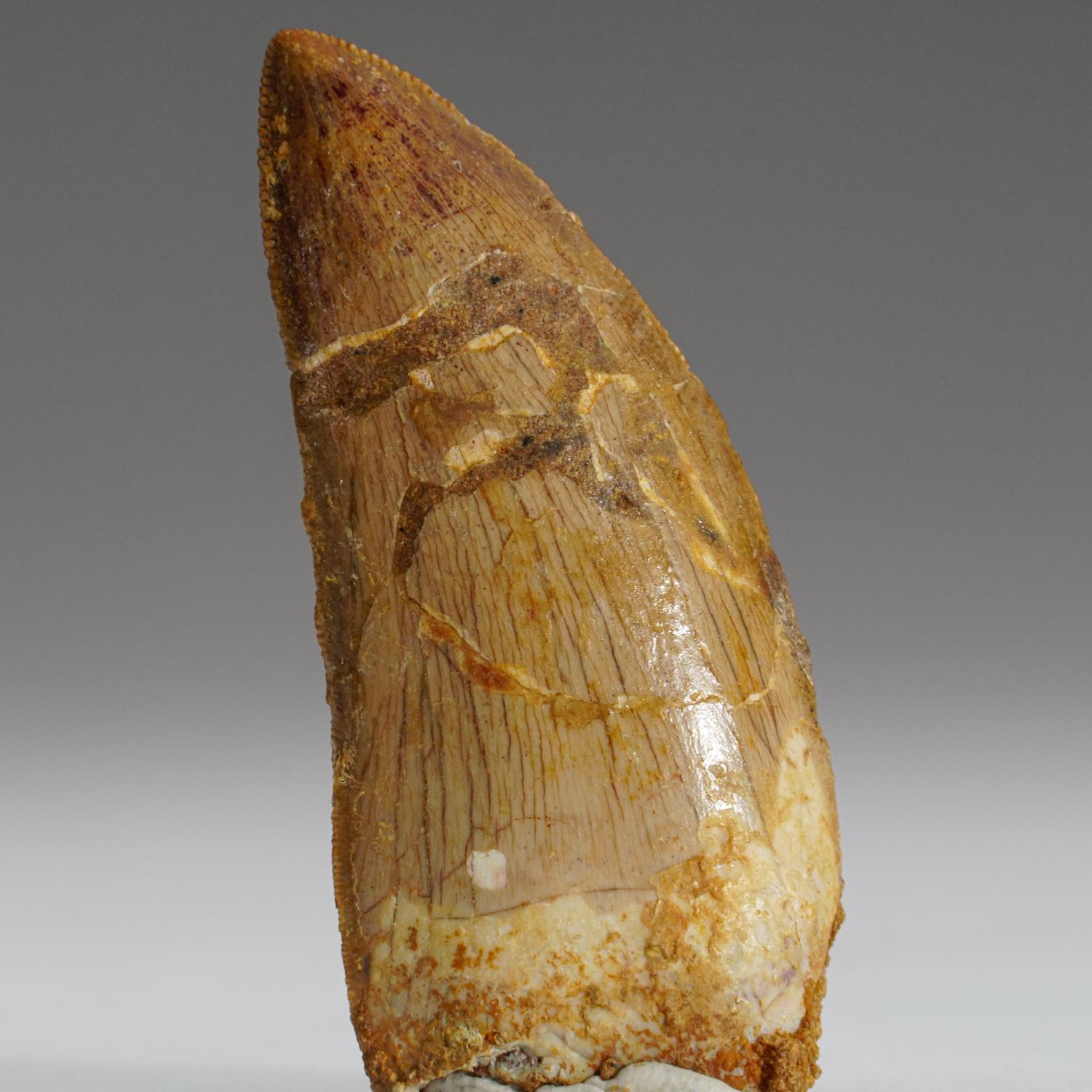 18th Century and Earlier Authentic Carcharodontosaurus Tooth in Display Box (.75
