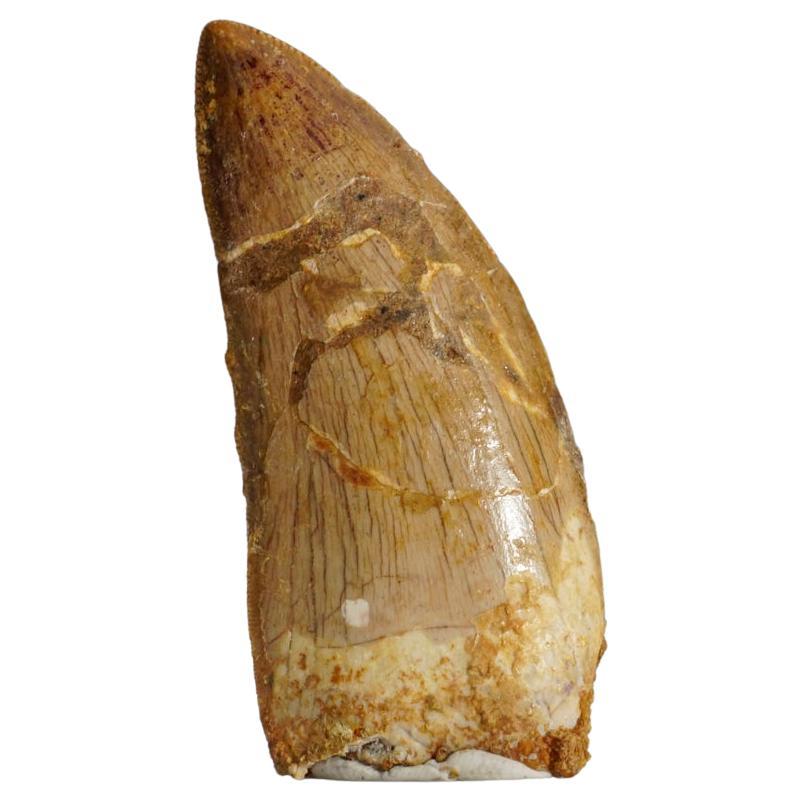Authentique dent de carcharodontosaurus dans une boîte d'exposition (.75 x .25 x 2 12,2 grammes)