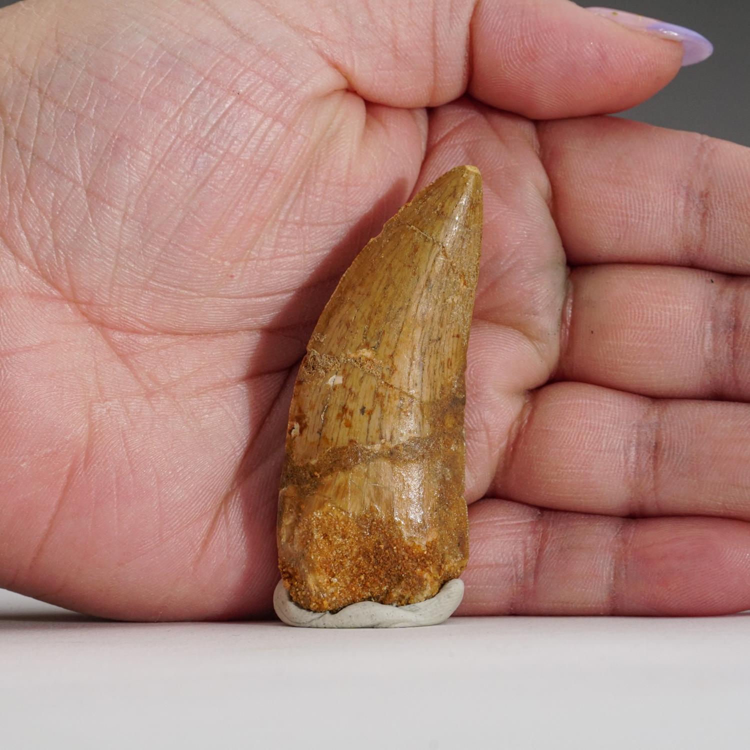 Carcharodontosaurus (Dinosaur) tooth in a glass display box From Tegana Formation, North Africa.

Cretaceous Age 65 million years

Carcharodontosaurus is one of the longest and heaviest known carnivorous dinosaurs, with various scientists proposing