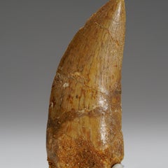 Authentic Carcharodontosaurus Tooth in Display Box(.75" x .25" x 2.25", 15.7 G)