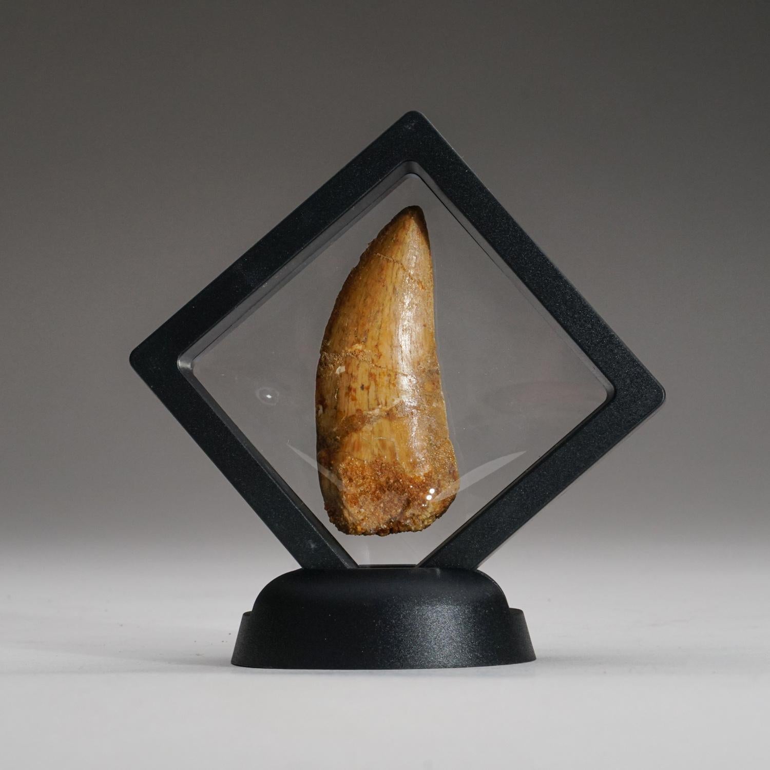 African Authentic Carcharodontosaurus Tooth in Display Box(.75
