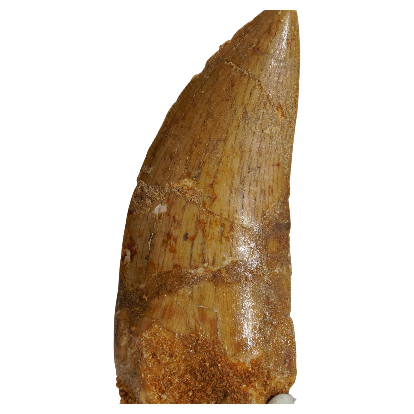 Authentique dent de carcharodontosaurus dans une boîte d'exposition(.75 x .25 x 2.25, 15.7 G) en vente