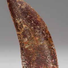 Authentic Carcharodontosaurus Tooth in Display Box (.75" x .25" x 2" 16.6 Grams)