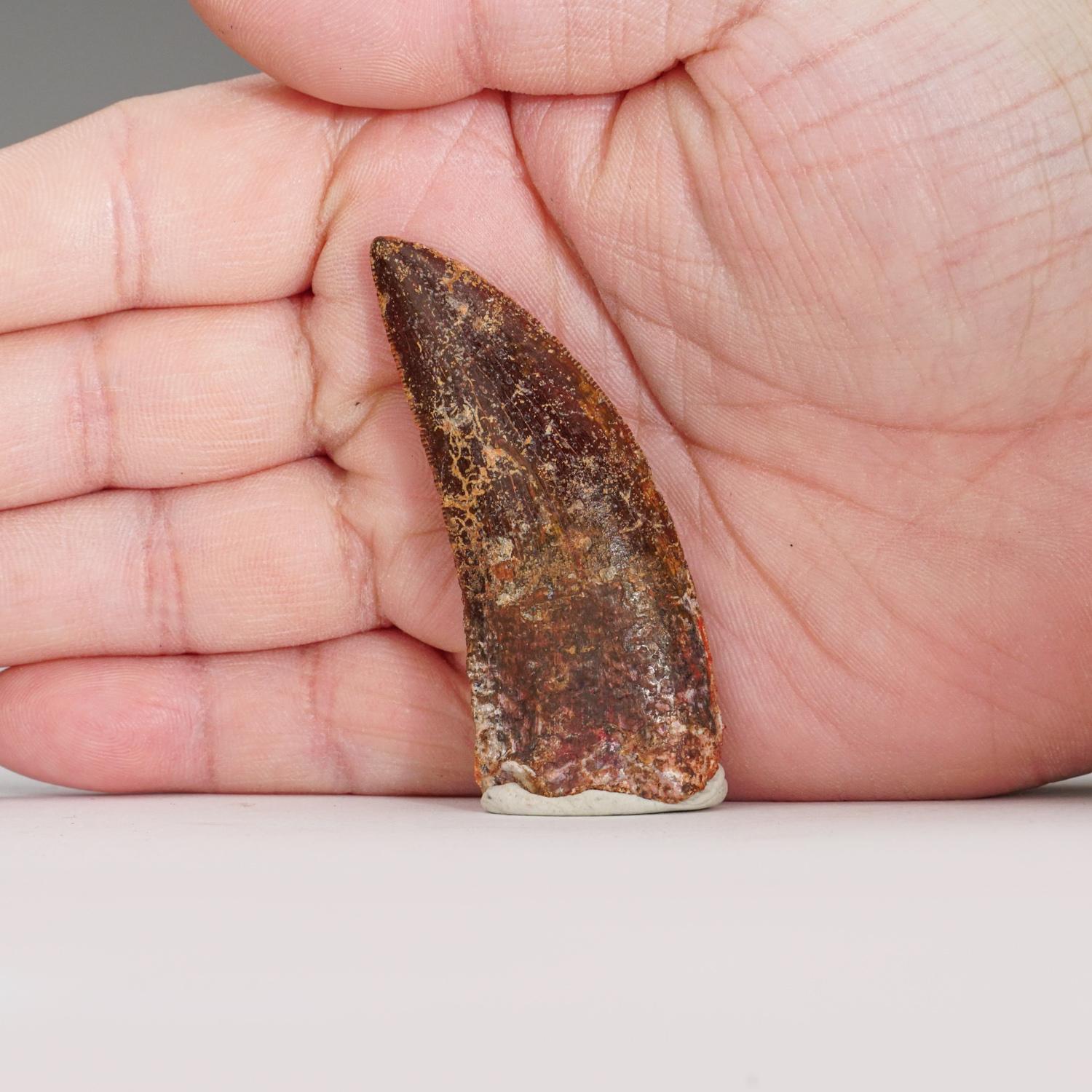 Authentic Carcharodontosaurus Tooth in Display Box (.75