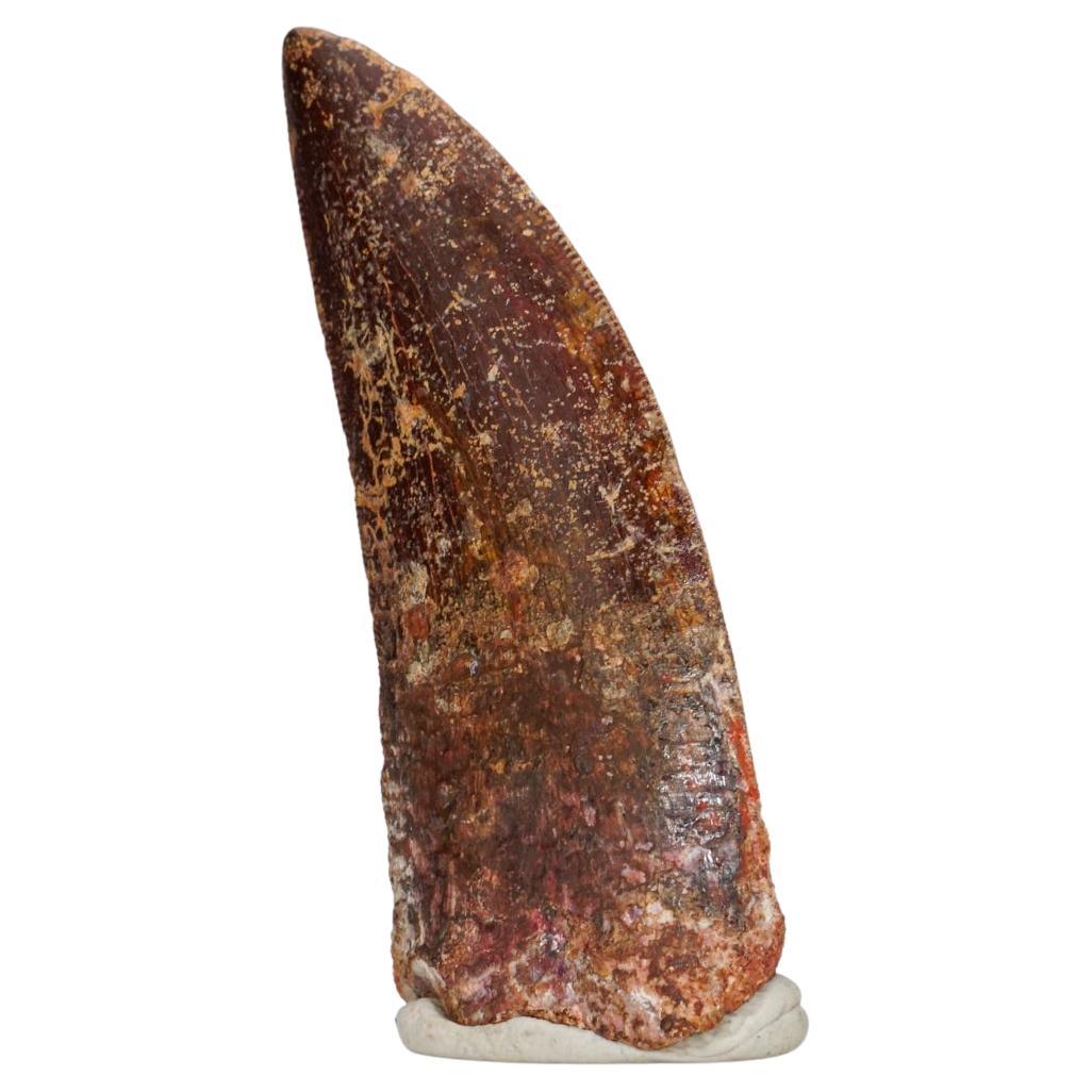 Authentic Carcharodontosaurus Tooth in Display Box (.75" x .25" x 2" 16.6 Grams) For Sale