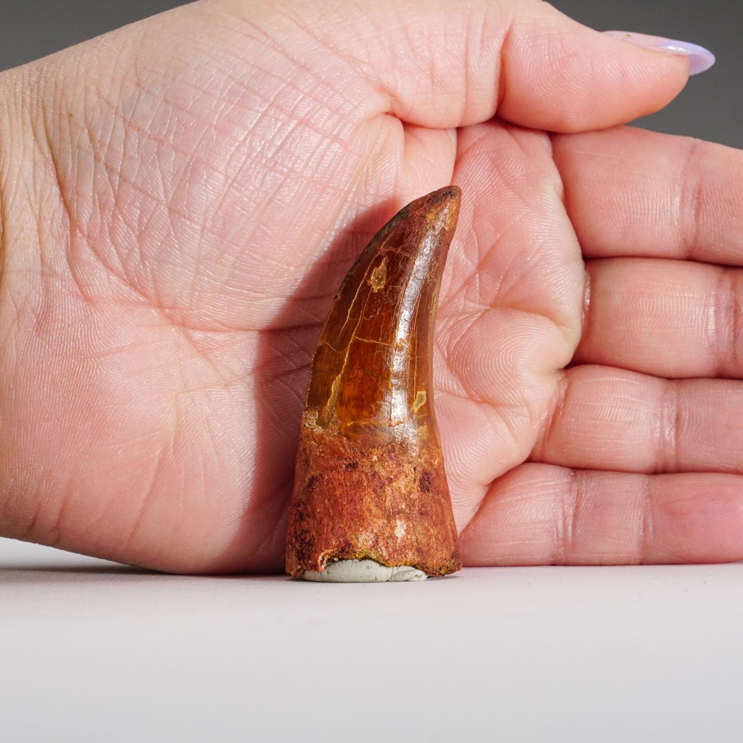African Authentic Carcharodontosaurus Tooth in Display Box (1