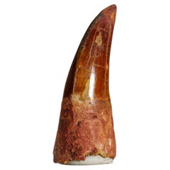 Genuine Carcharodontosaurus Tooth in Display Box '21.3 grams'