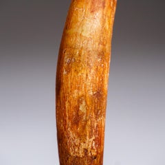 Authentic Carcharodontosaurus Tooth in Display Box .75" x .5" x 4.75, " 26 Grams