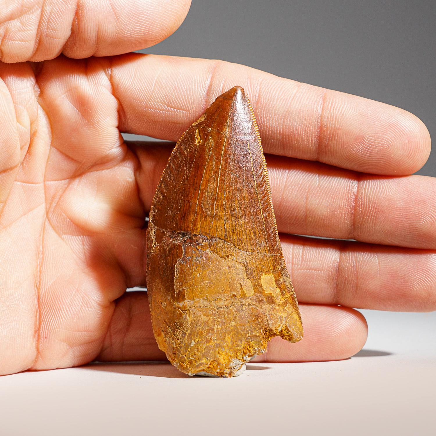 Genuine Carcharodontosaurus Tooth in Display Box (37 grams) In Good Condition For Sale In New York, NY