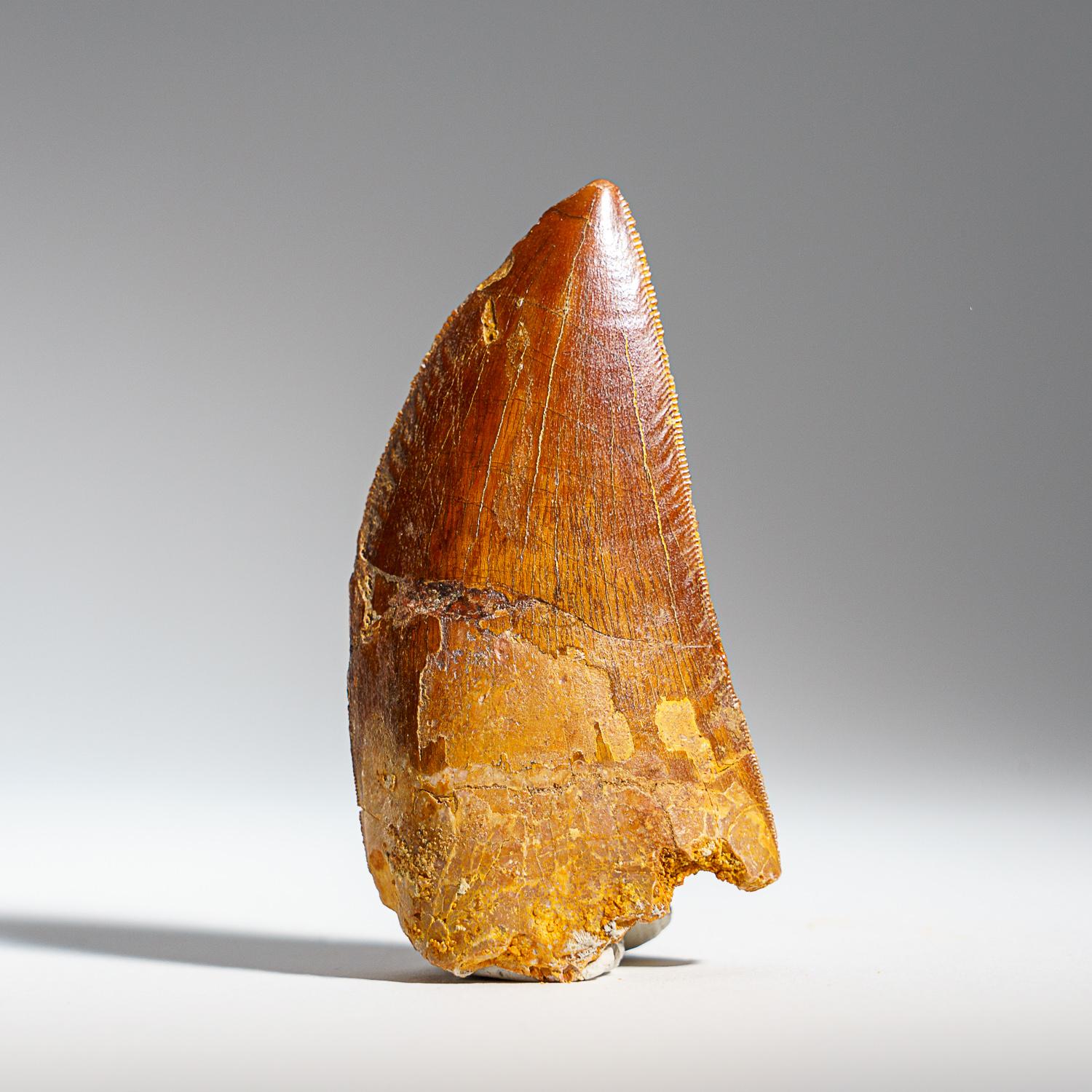 18th Century and Earlier Genuine Carcharodontosaurus Tooth in Display Box (37 grams) For Sale