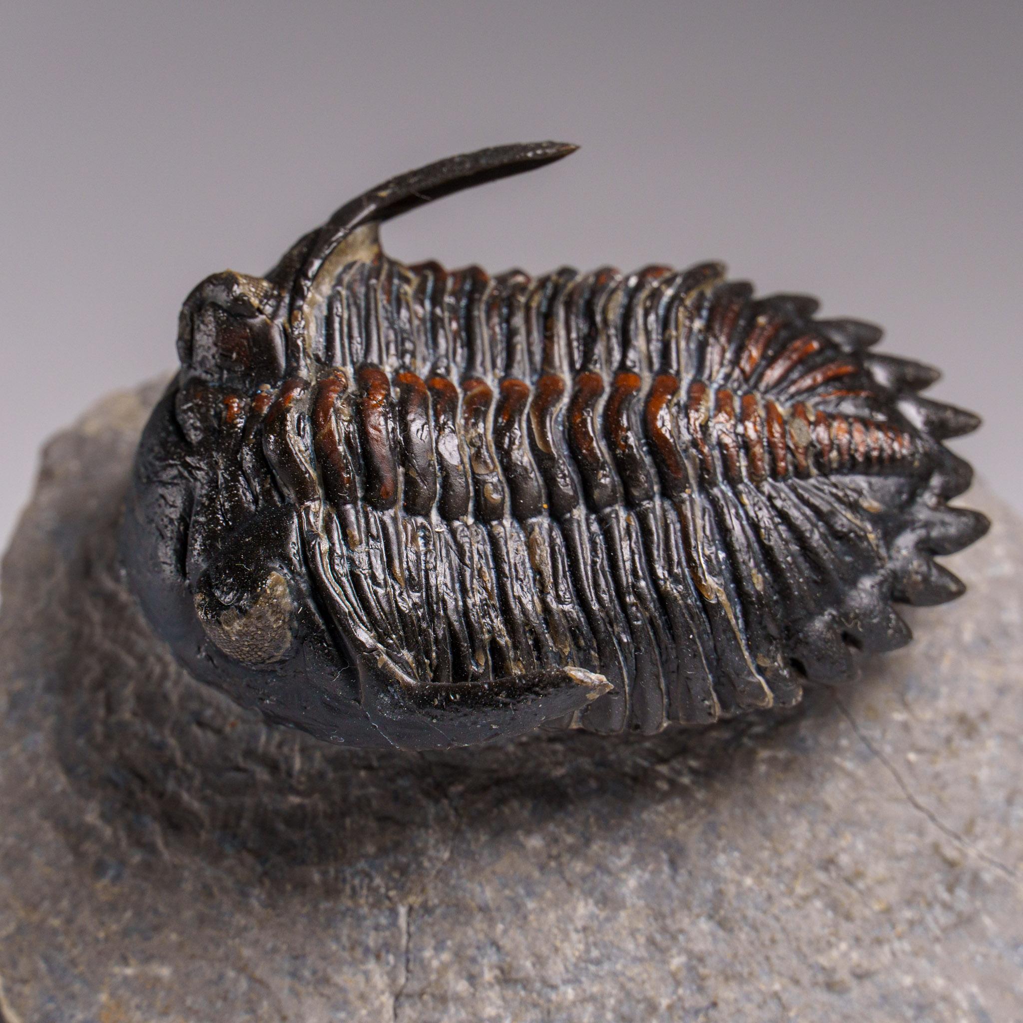 Trilobiten, frühe Gliederfüßer, die mit Spinnen, Hufeisenkrebsen und Skorpionen verwandt sind, sind in dieser Detailtreue nur durch sehr plötzliche Unterwasser-Erdrutschungen, so genannte Turbidit-Sequenzen, entstanden, die die frühe Erde