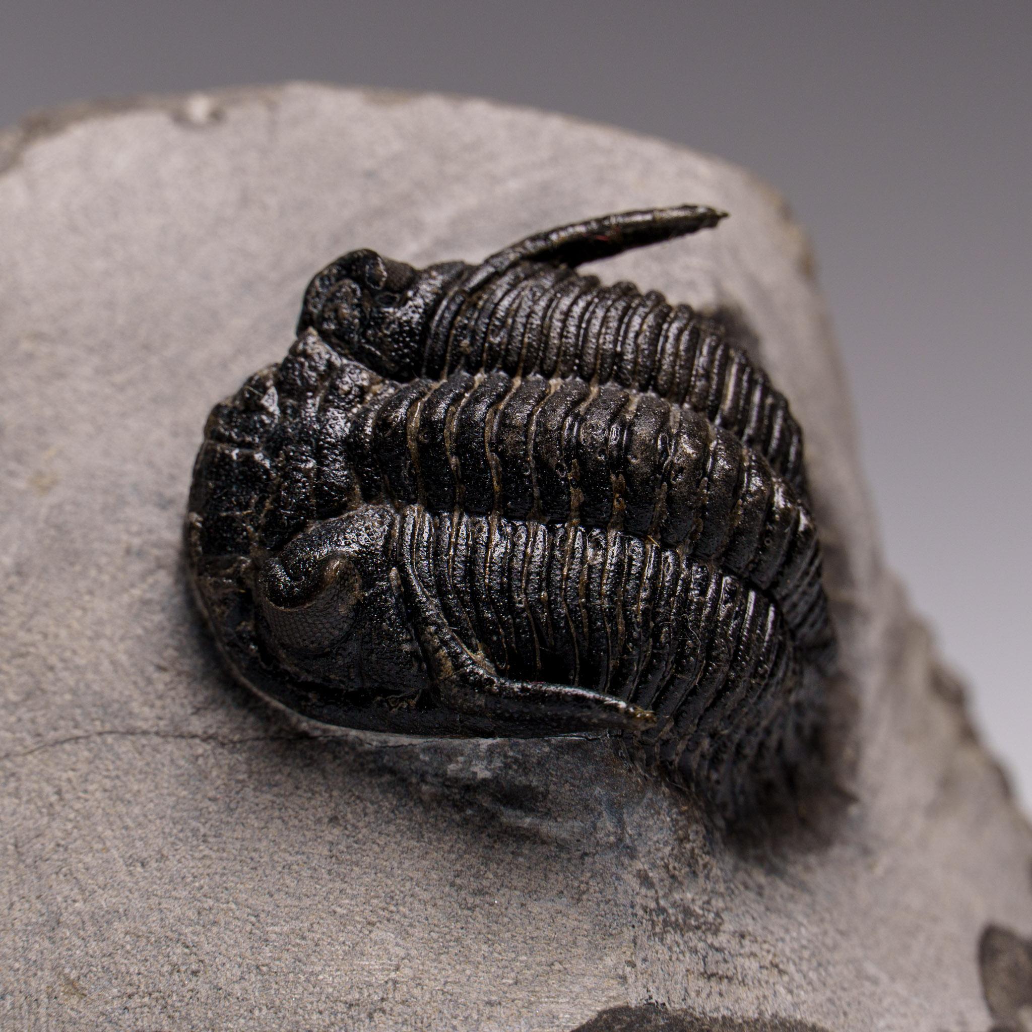I trilobiti, un artropode precoce parente dei ragni, dei granchi a ferro di cavallo e degli scorpioni, conservati con questo livello di dettaglio sono il risultato di frane sottomarine molto improvvise, chiamate sequenze di torbiditi, che hanno