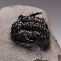 Trilobite Ceratarges Spinosus auténtico sobre matriz procedente de Marruecos