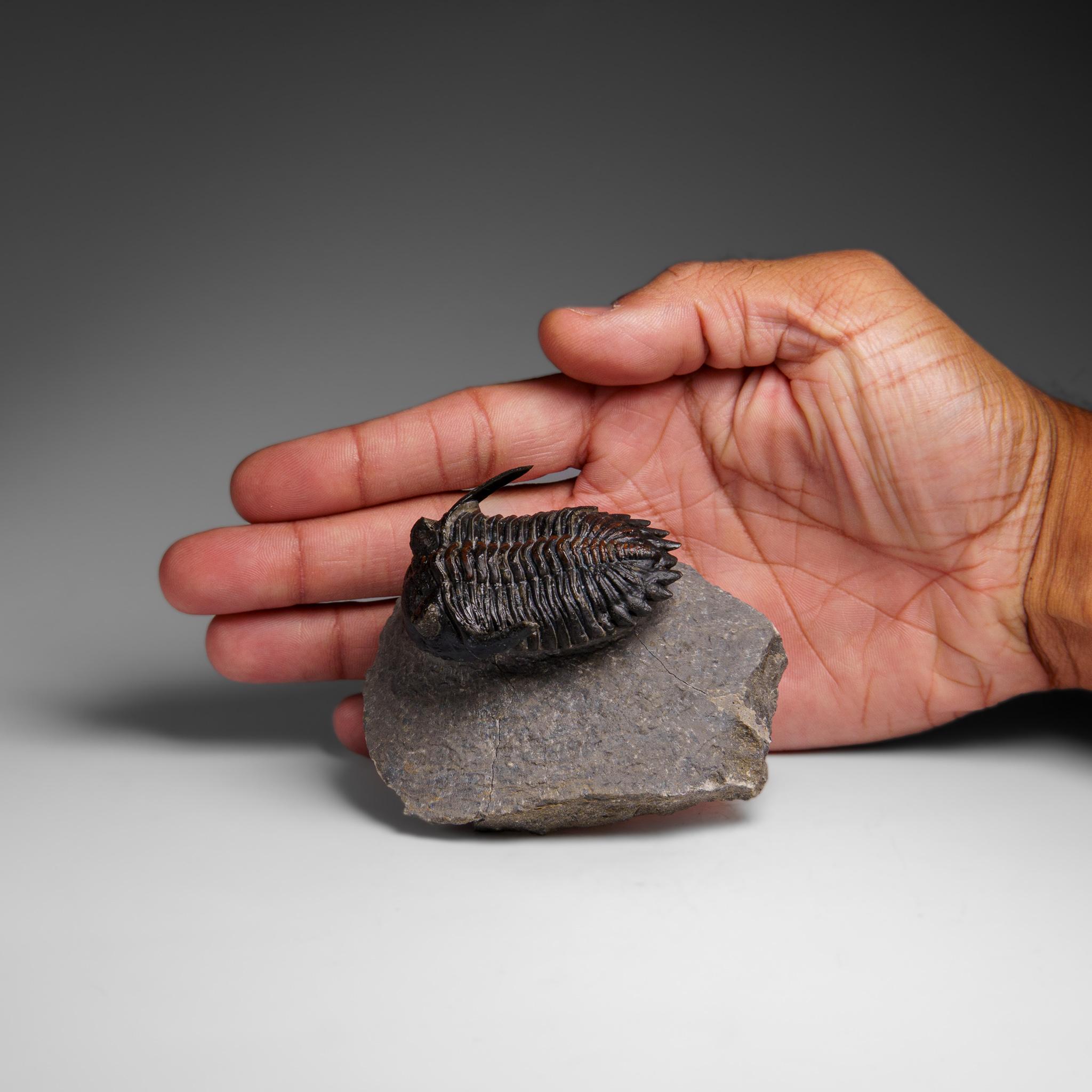 Echter Ceratarges Spinosus Trilobit auf Matrix aus Marokko (Marokkanisch) im Angebot