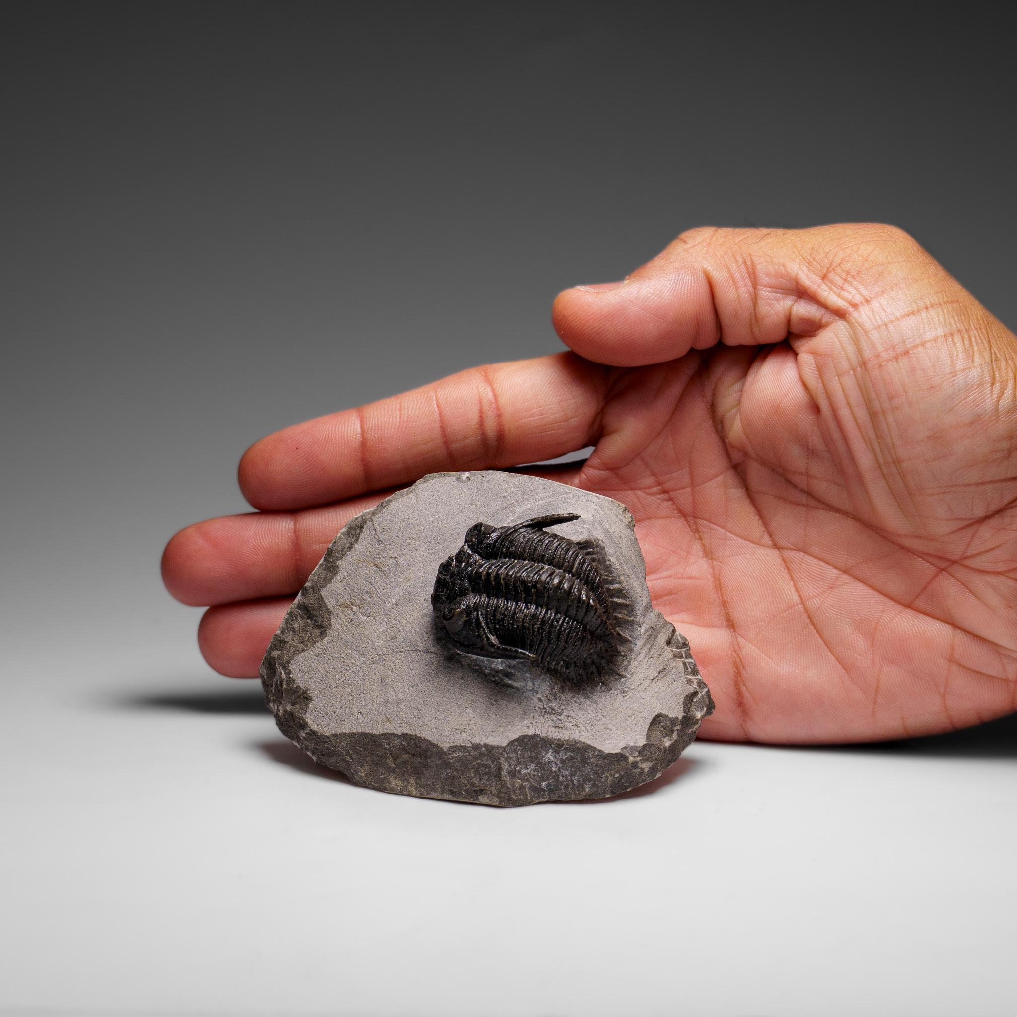 Marocchino Autentico Trilobite Ceratarges Spinosus su Matrix dal Marocco in vendita