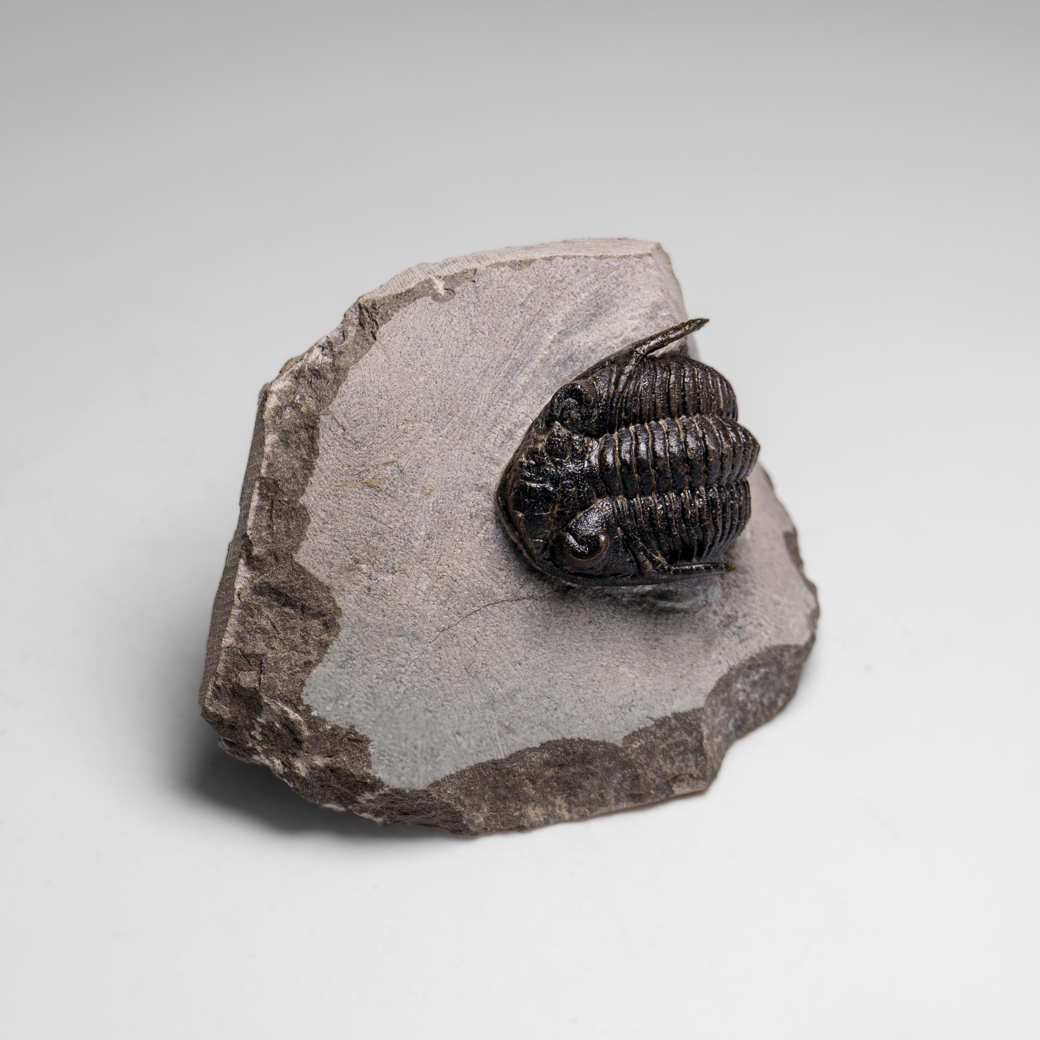 Autentico Trilobite Ceratarges Spinosus su Matrix dal Marocco In condizioni buone in vendita a New York, NY