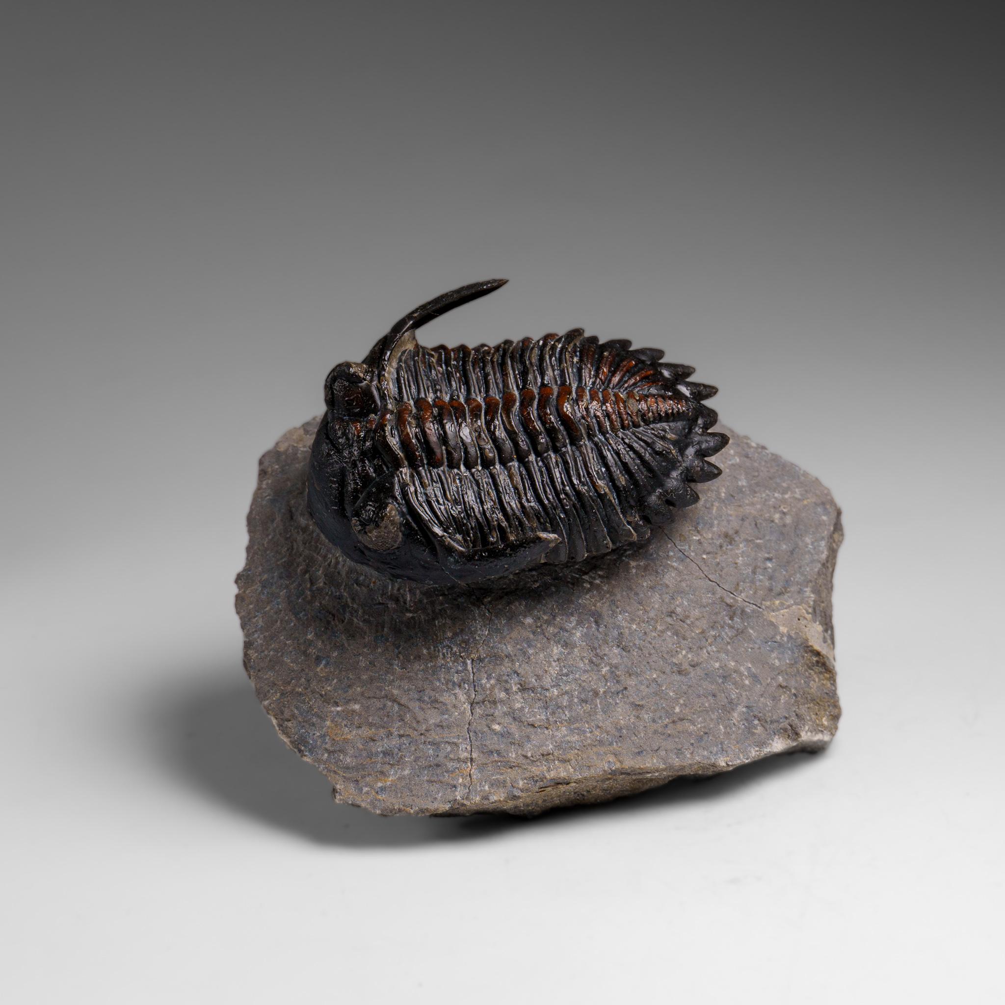 Echter Ceratarges Spinosus Trilobit auf Matrix aus Marokko (Sonstiges) im Angebot