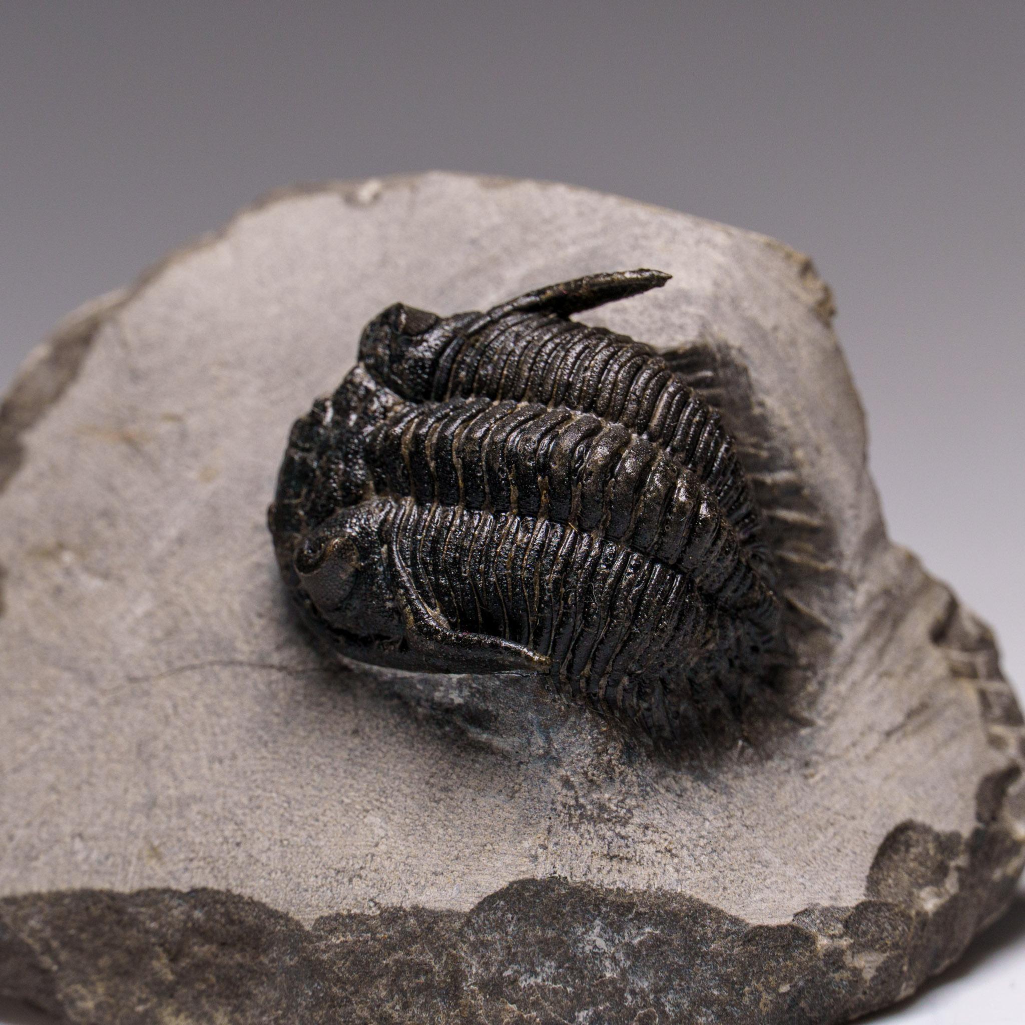 Altro Autentico Trilobite Ceratarges Spinosus su Matrix dal Marocco in vendita