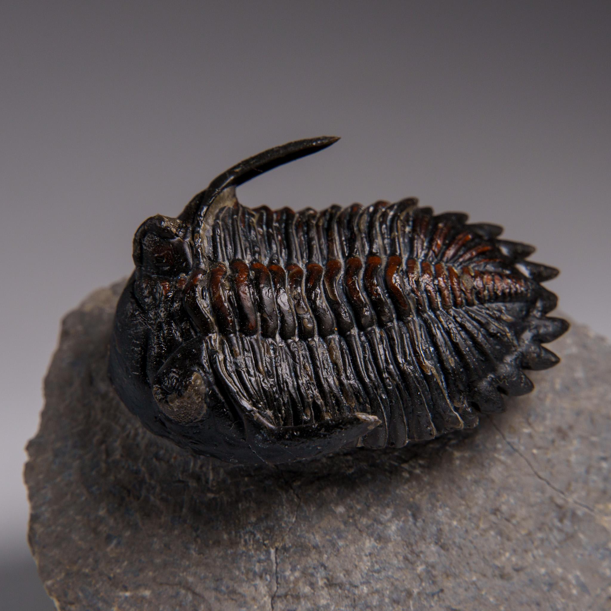Echter Ceratarges Spinosus Trilobit auf Matrix aus Marokko im Angebot 1