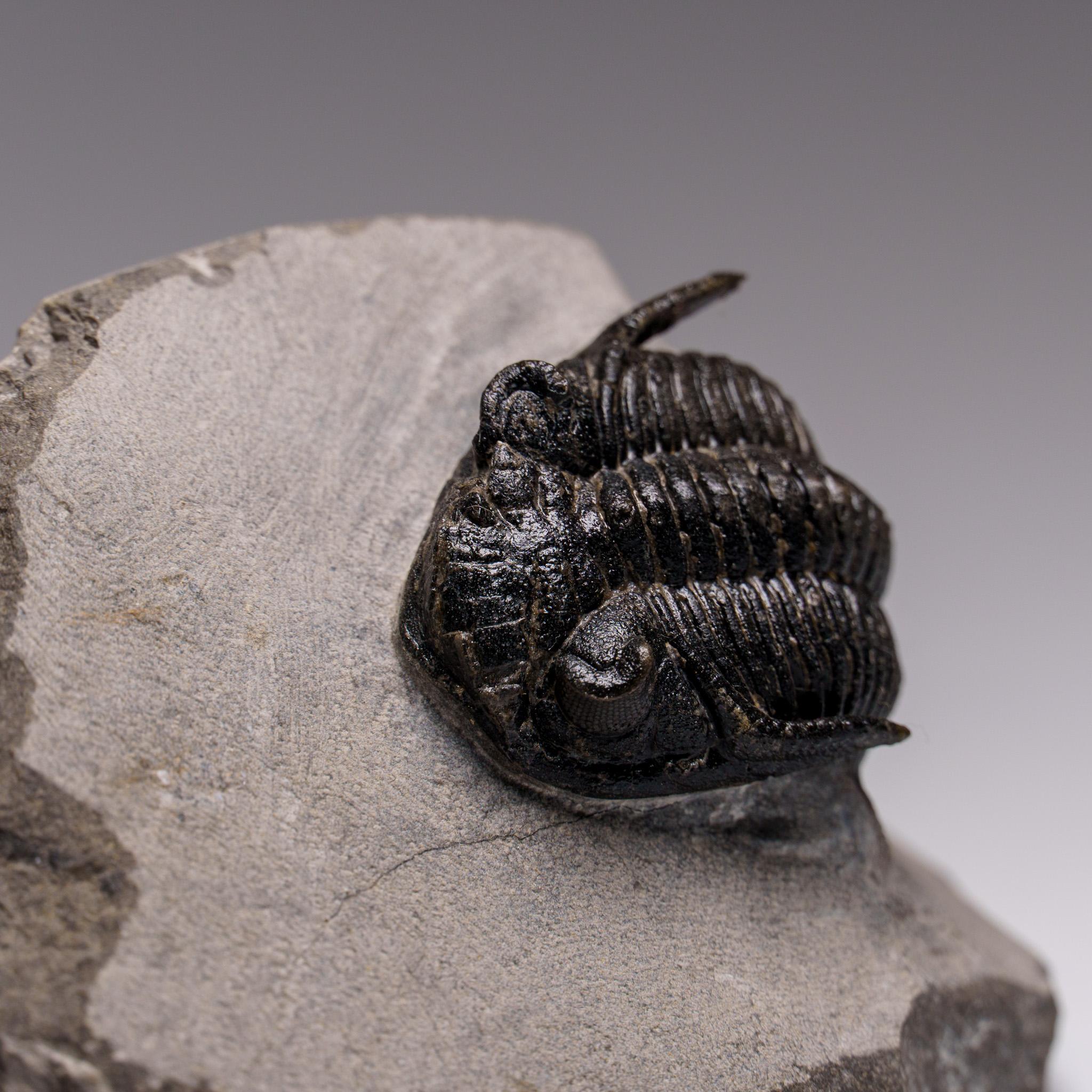 Autentico Trilobite Ceratarges Spinosus su Matrix dal Marocco in vendita 1