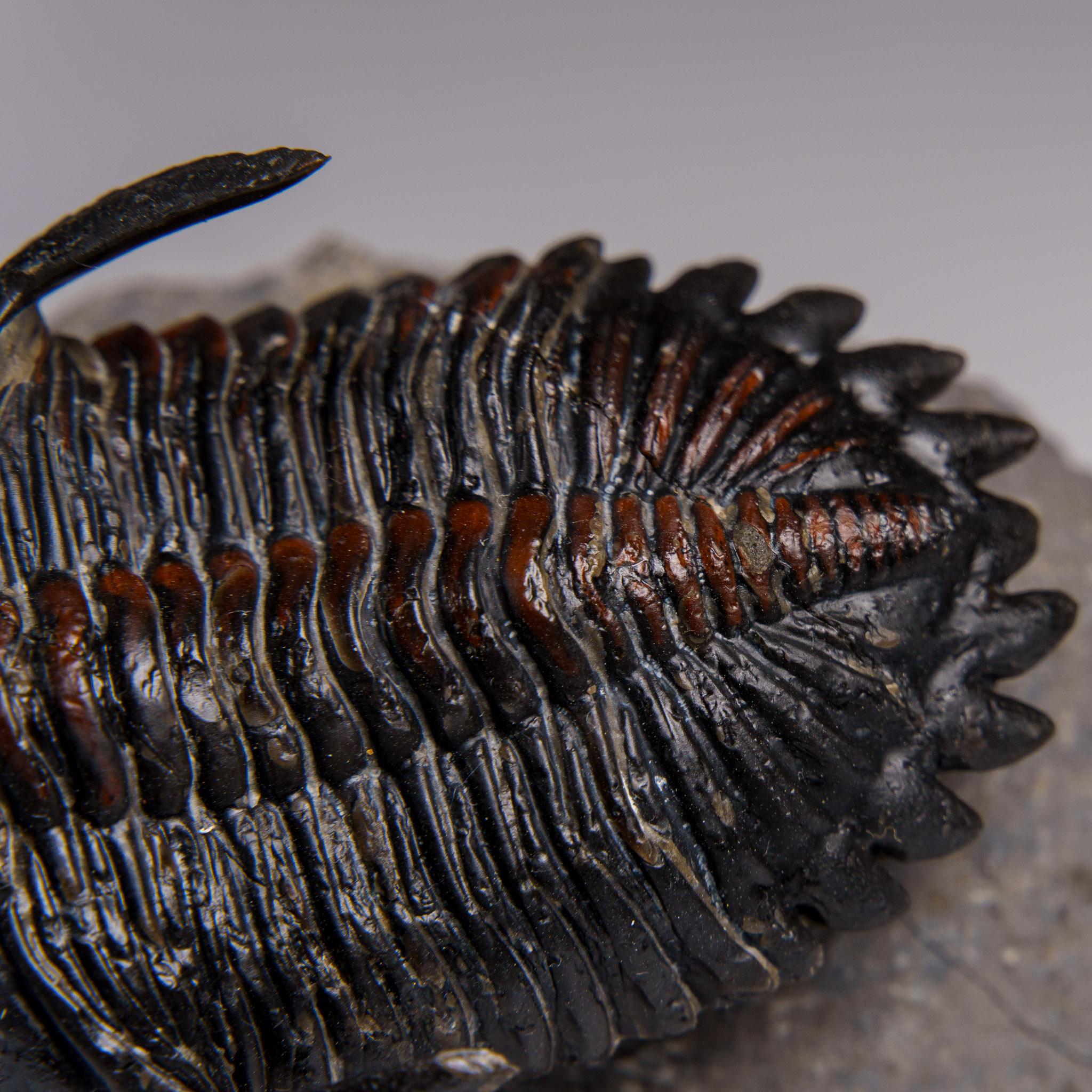 Echter Ceratarges Spinosus Trilobit auf Matrix aus Marokko im Angebot 2