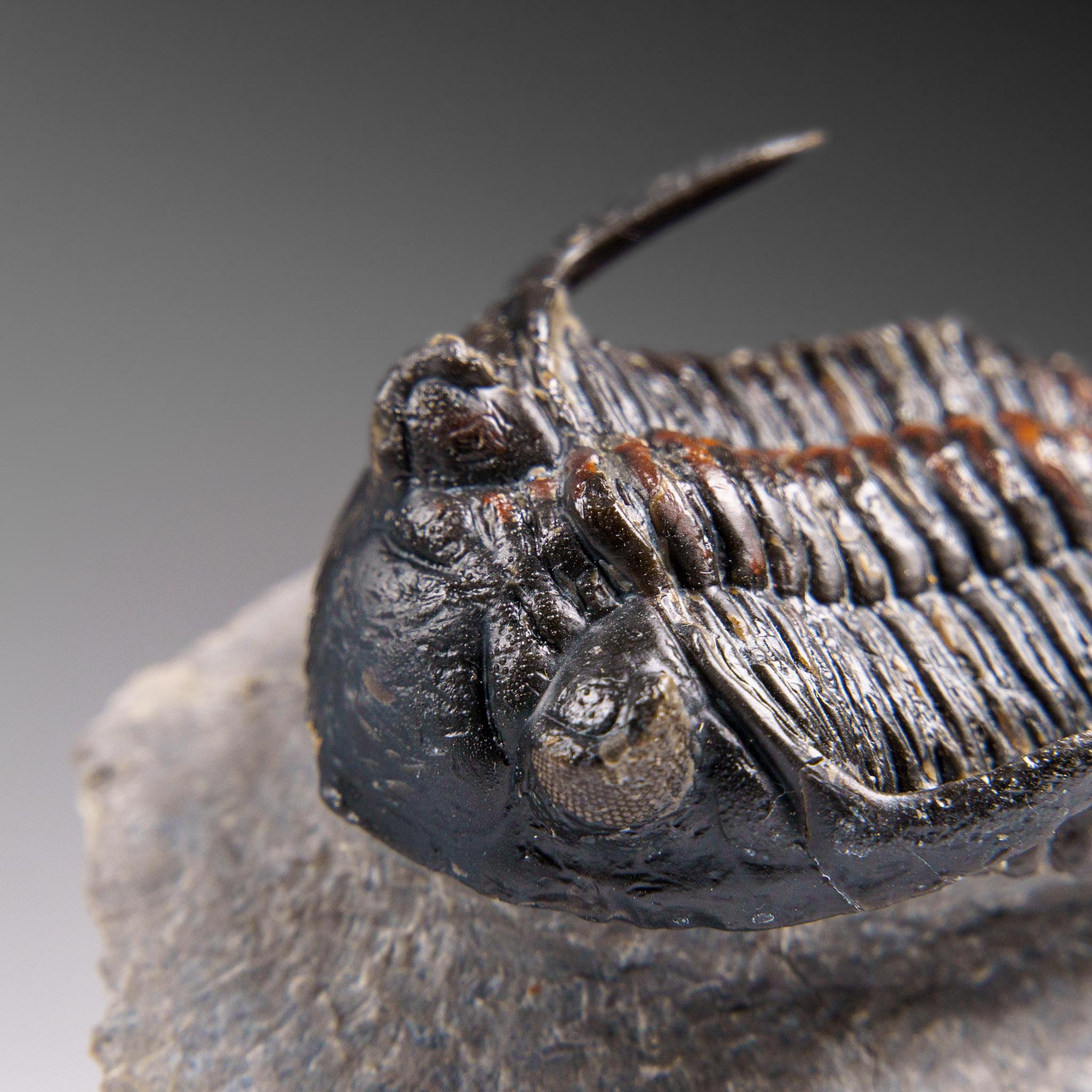 Echter Ceratarges Spinosus Trilobit auf Matrix aus Marokko im Angebot 3