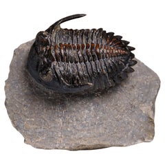 Genuine Ceratarges Spinosus Trilobite on Matrix from Morocco