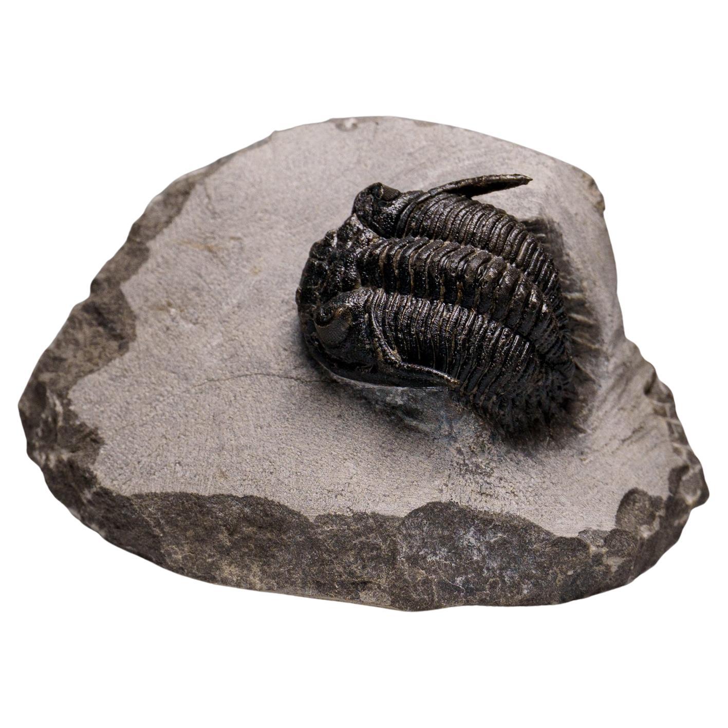 Genuine Ceratarges Spinosus Trilobite on Matrix from Morocco