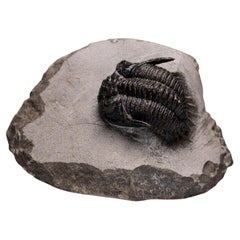 Genuine Ceratarges Spinosus Trilobite on Matrix from Morocco