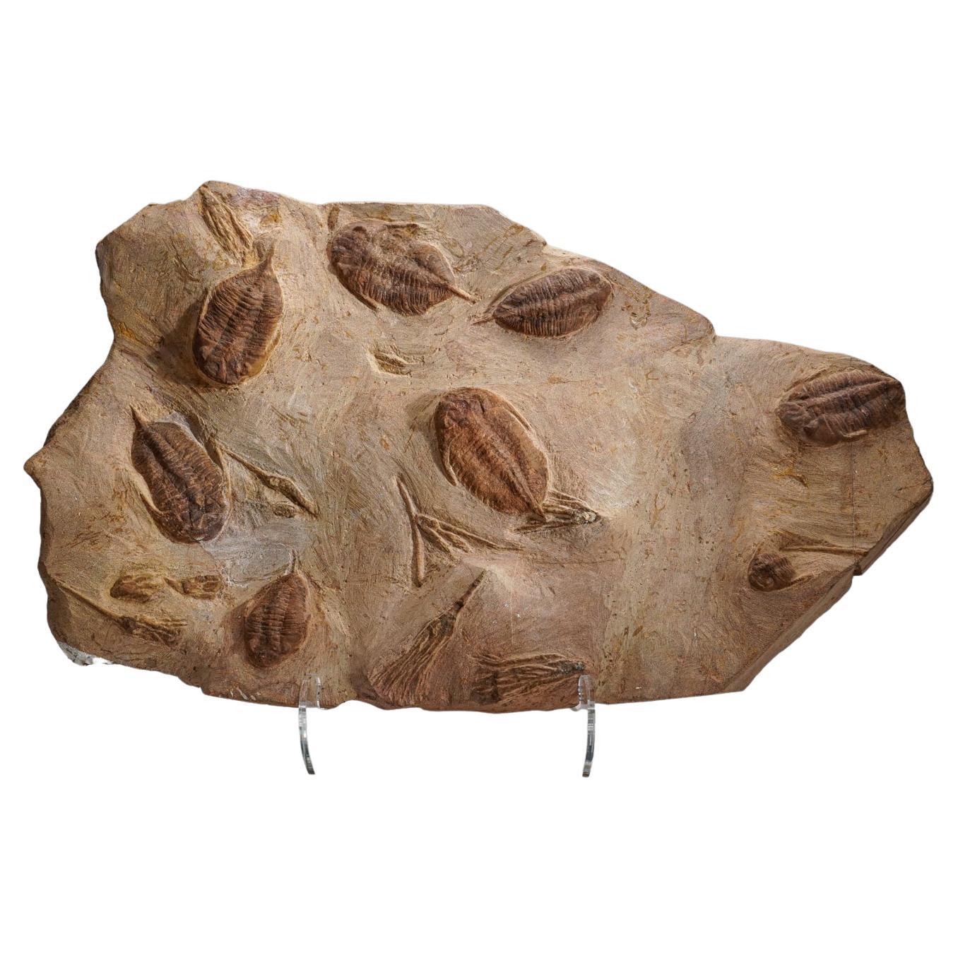 Cluster Trilobite Fossil on Matrix with Acrylic Display Stand  (18.5 lbs) For Sale