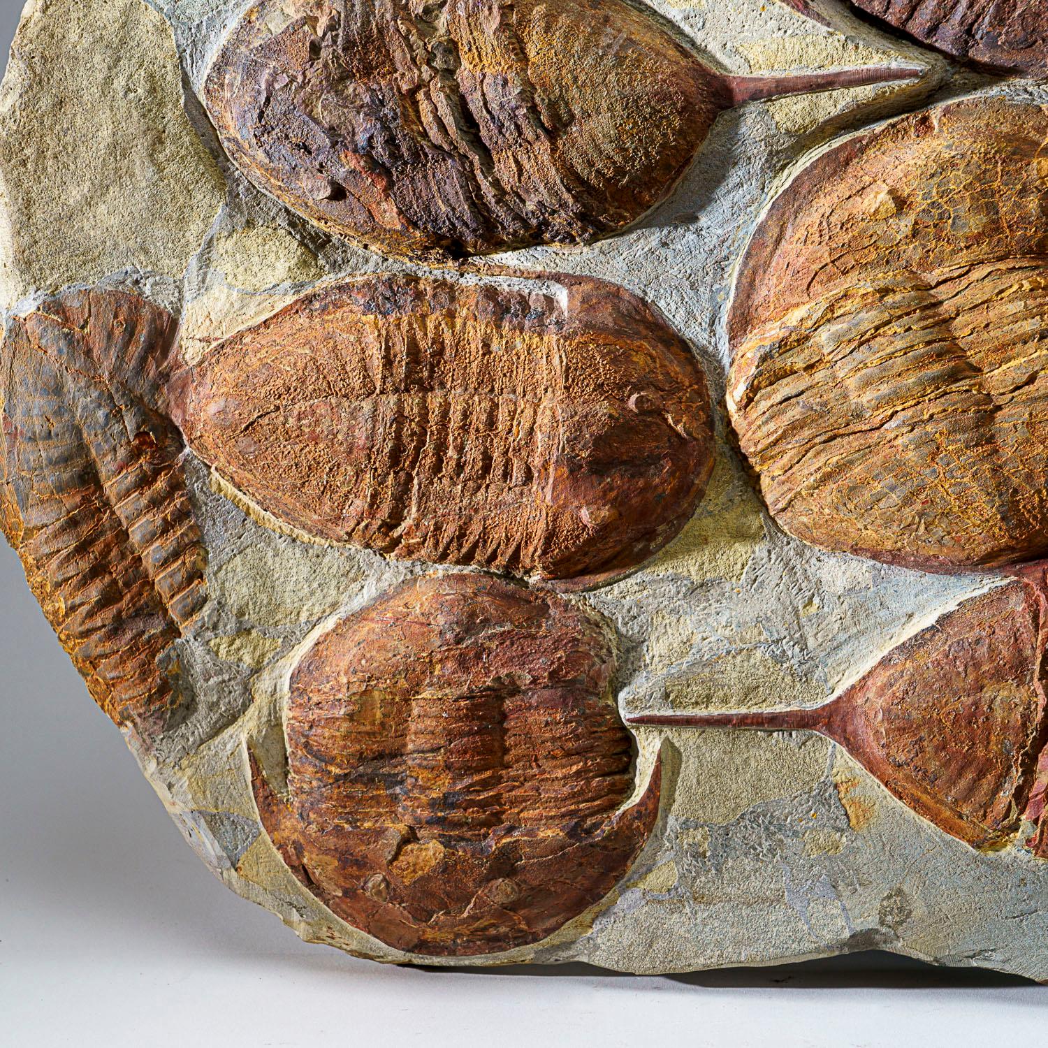 Ptychopariida is a large, heterogeneous order of trilobite containing some of the most primitive species known. The earliest species occurred in the second half of the Lower Cambrian period. Trilobites have facial sutures that run along the margin