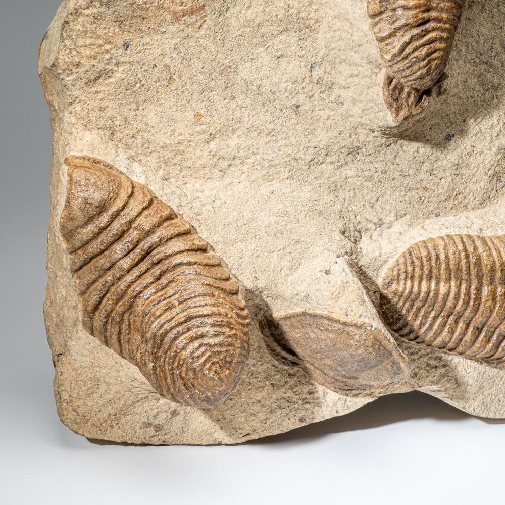 This incredible cluster of trilobites is found in it's original matrix and displays 4 complete or partial fossils throughout. This cluster comes with an acrylic stand so you can properly display it anywhere in your home.  Ptychopariida is a large,