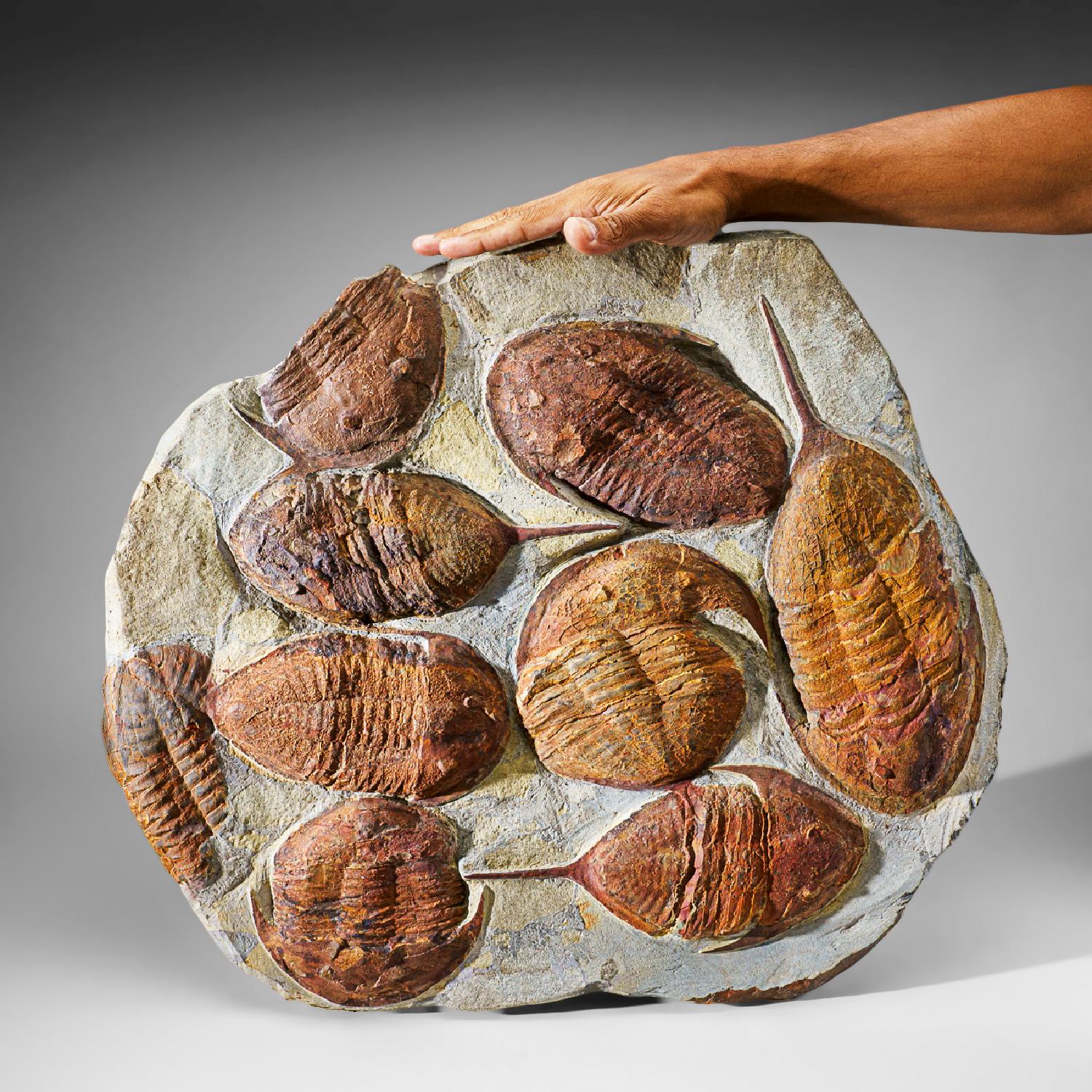 Moroccan Genuine Cluster Trilobite (Ptychopariida) fossil on Matrix For Sale