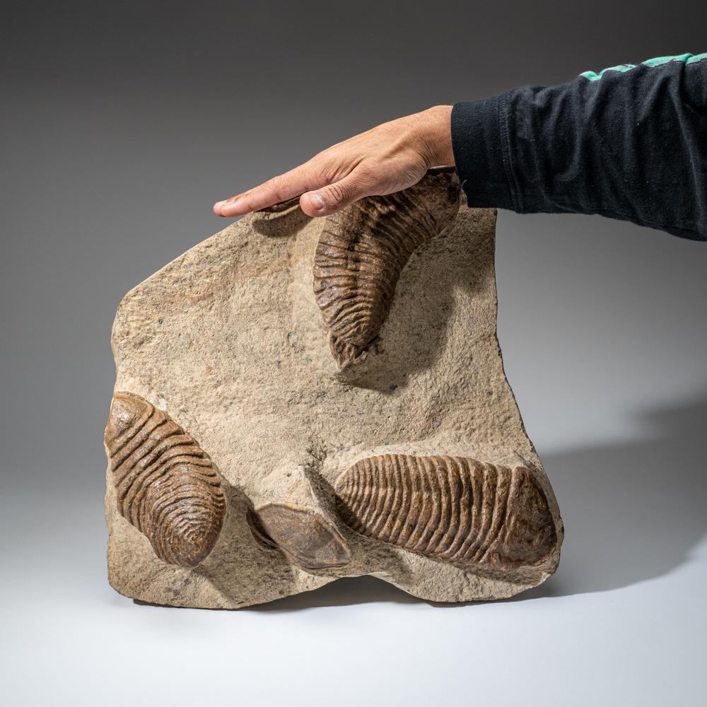 Moroccan Genuine Cluster Trilobite (Ptychopariida) Fossil on Matrix For Sale